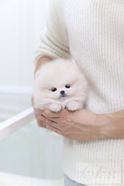 Honey - Pomeranian F.