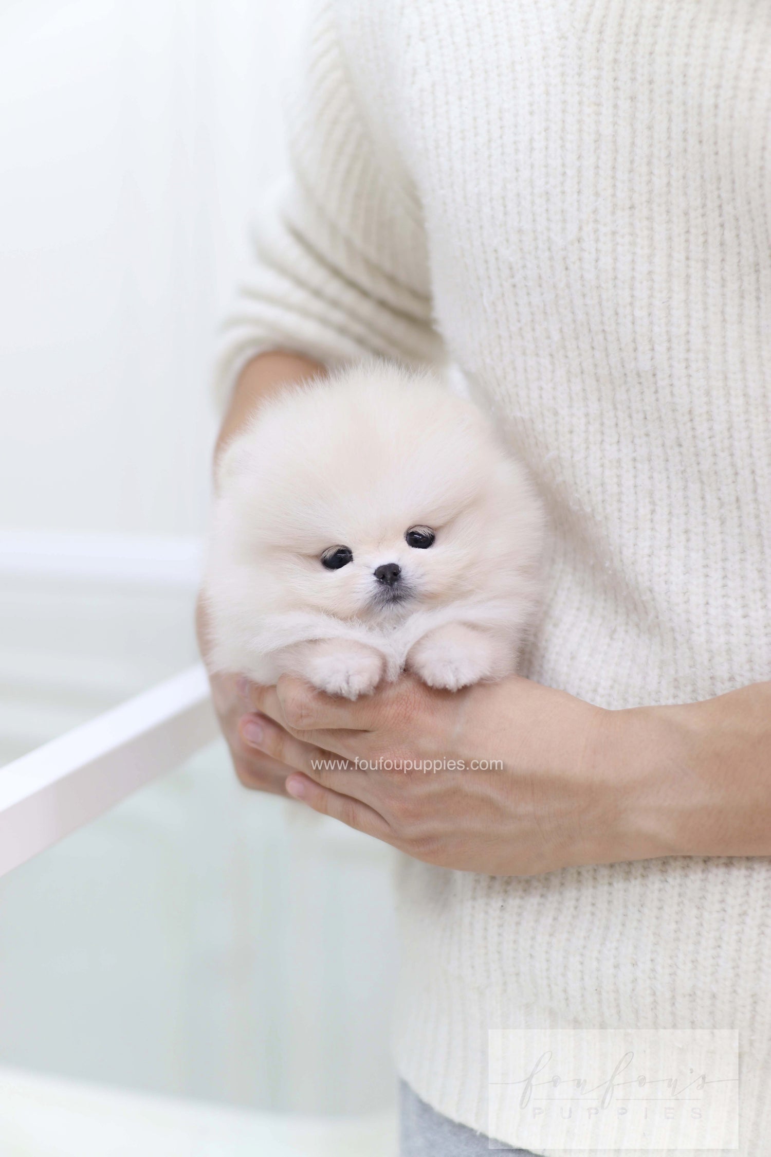 Honey - Pomeranian F.