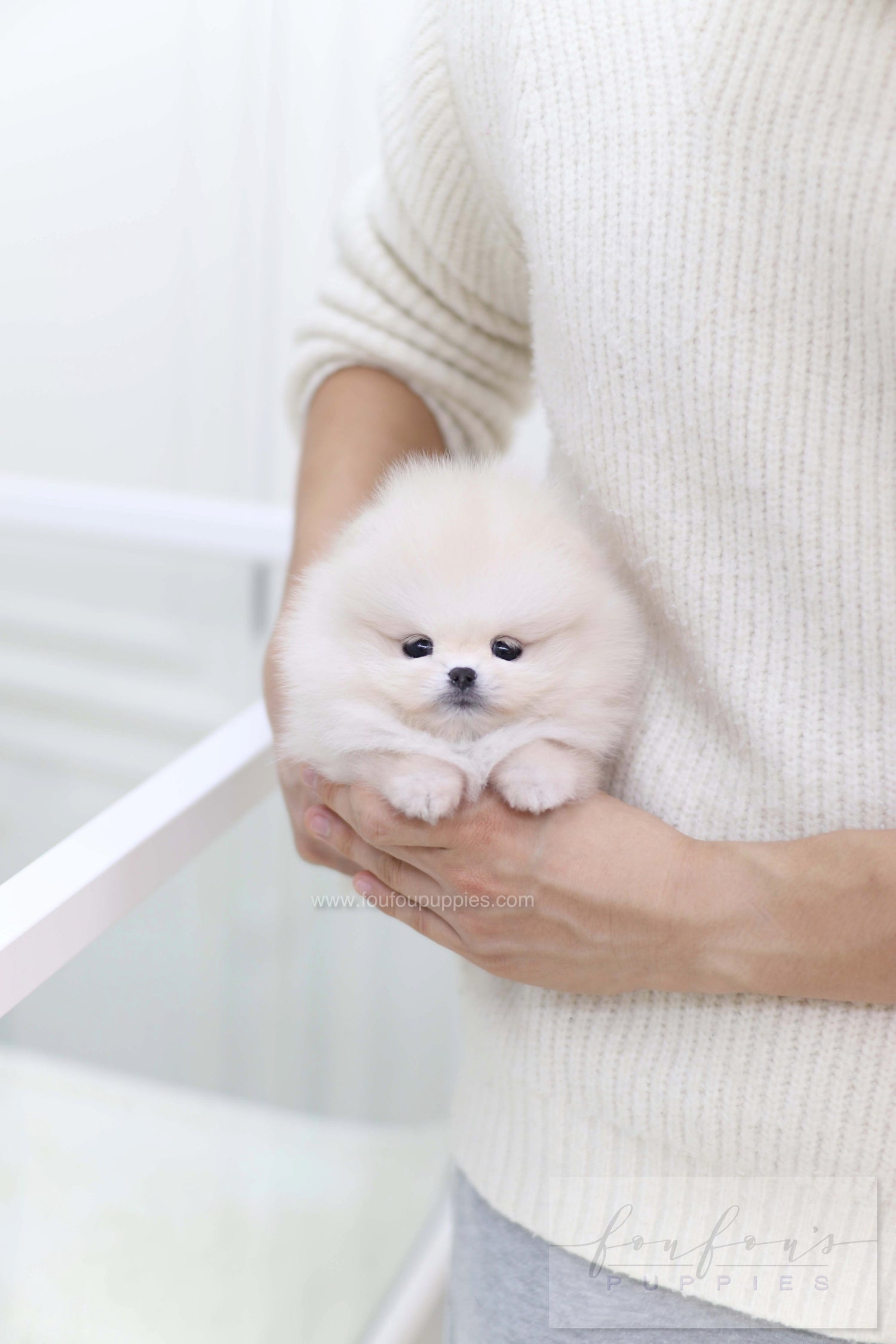 Honey - Pomeranian F.