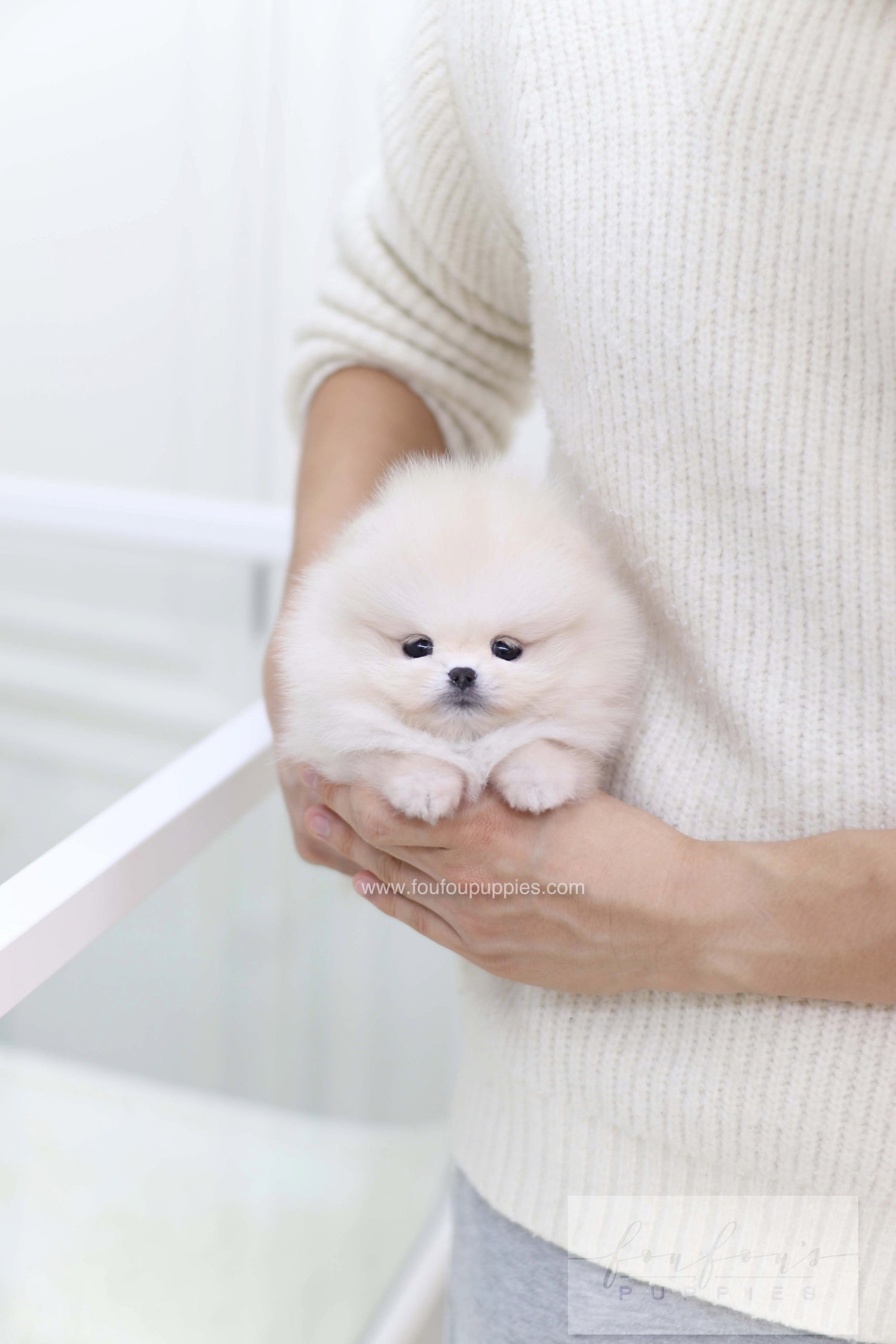 Honey - Pomeranian F.