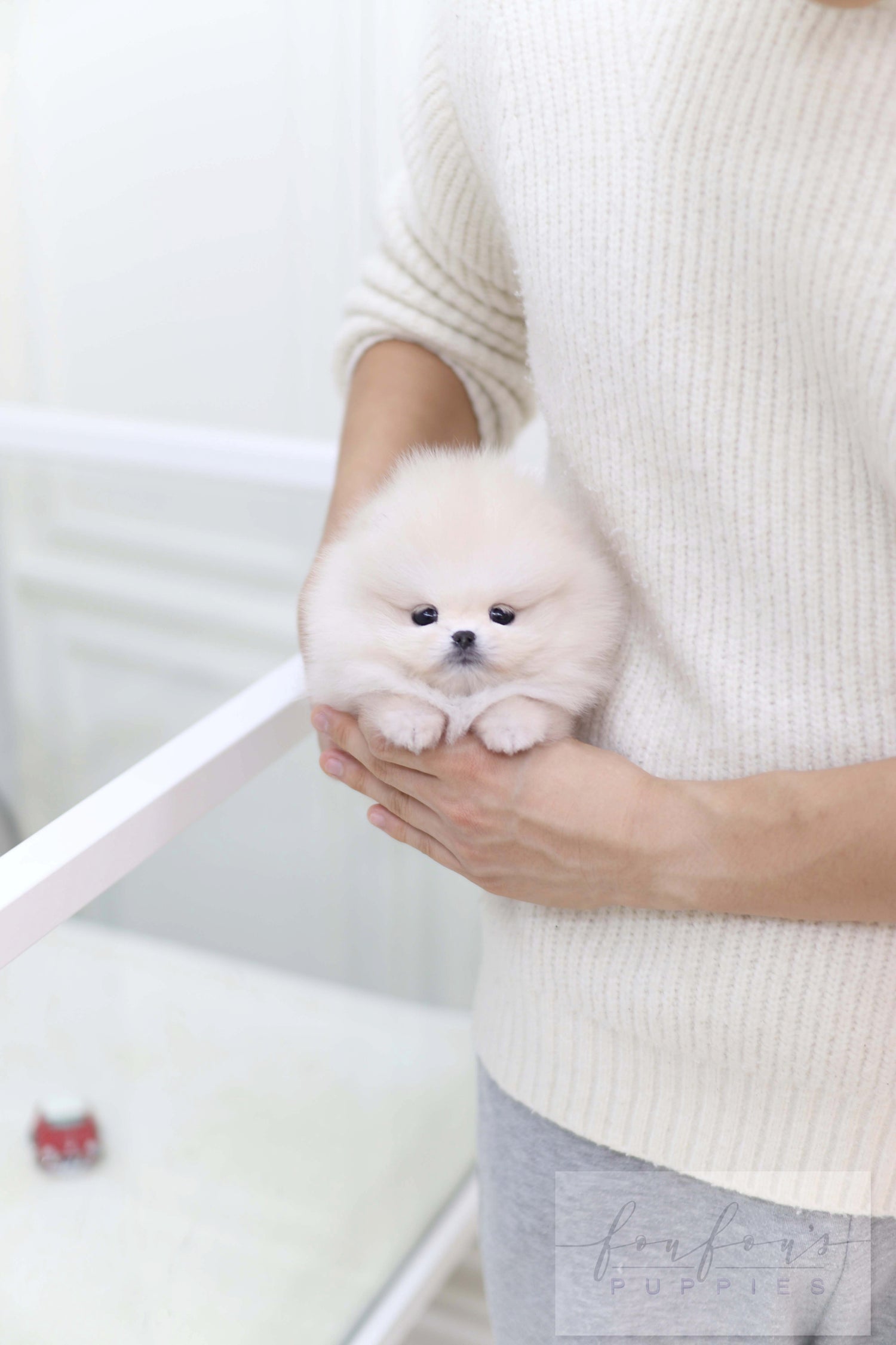 Honey - Pomeranian F.