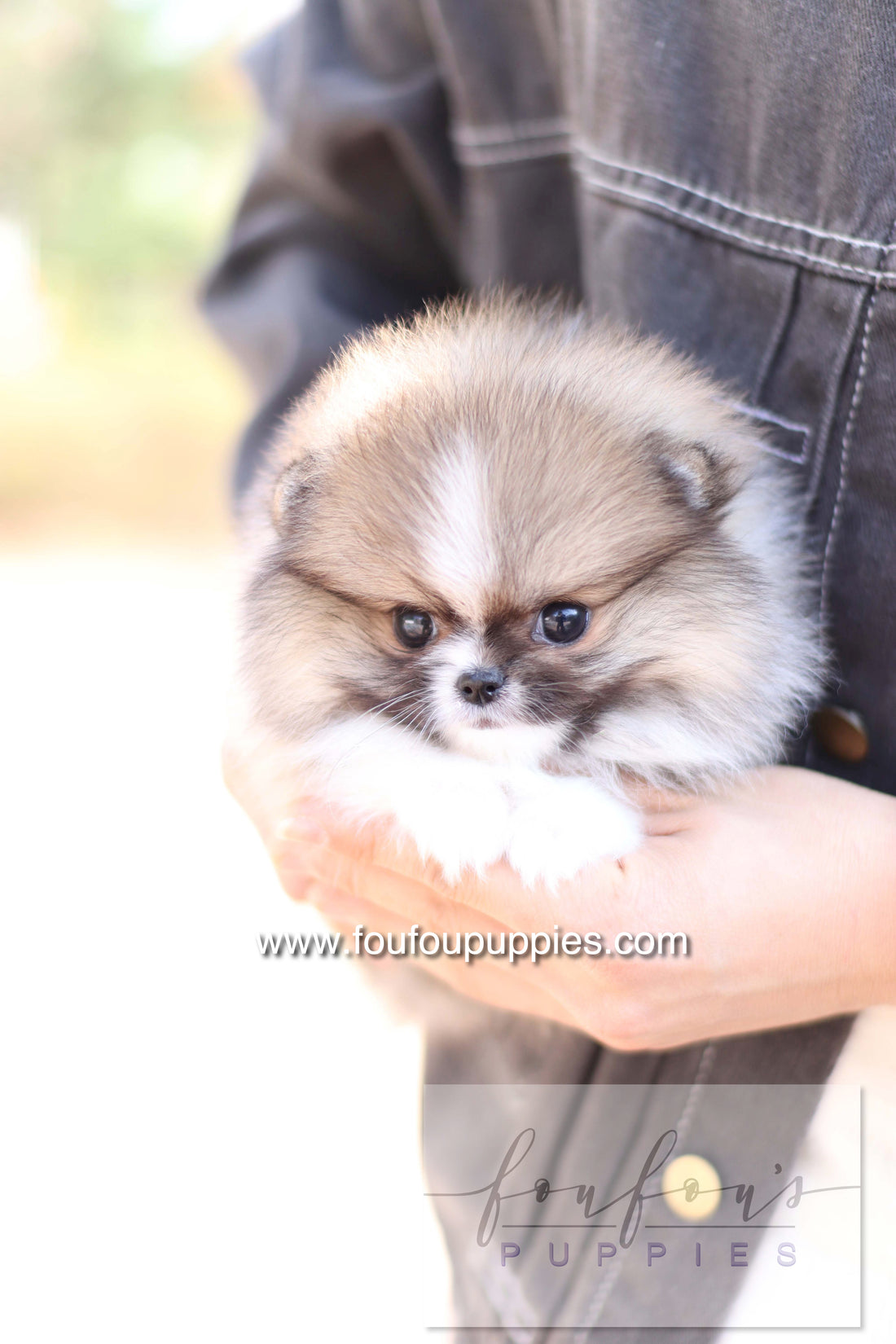 Aoli - Pomeranian F.