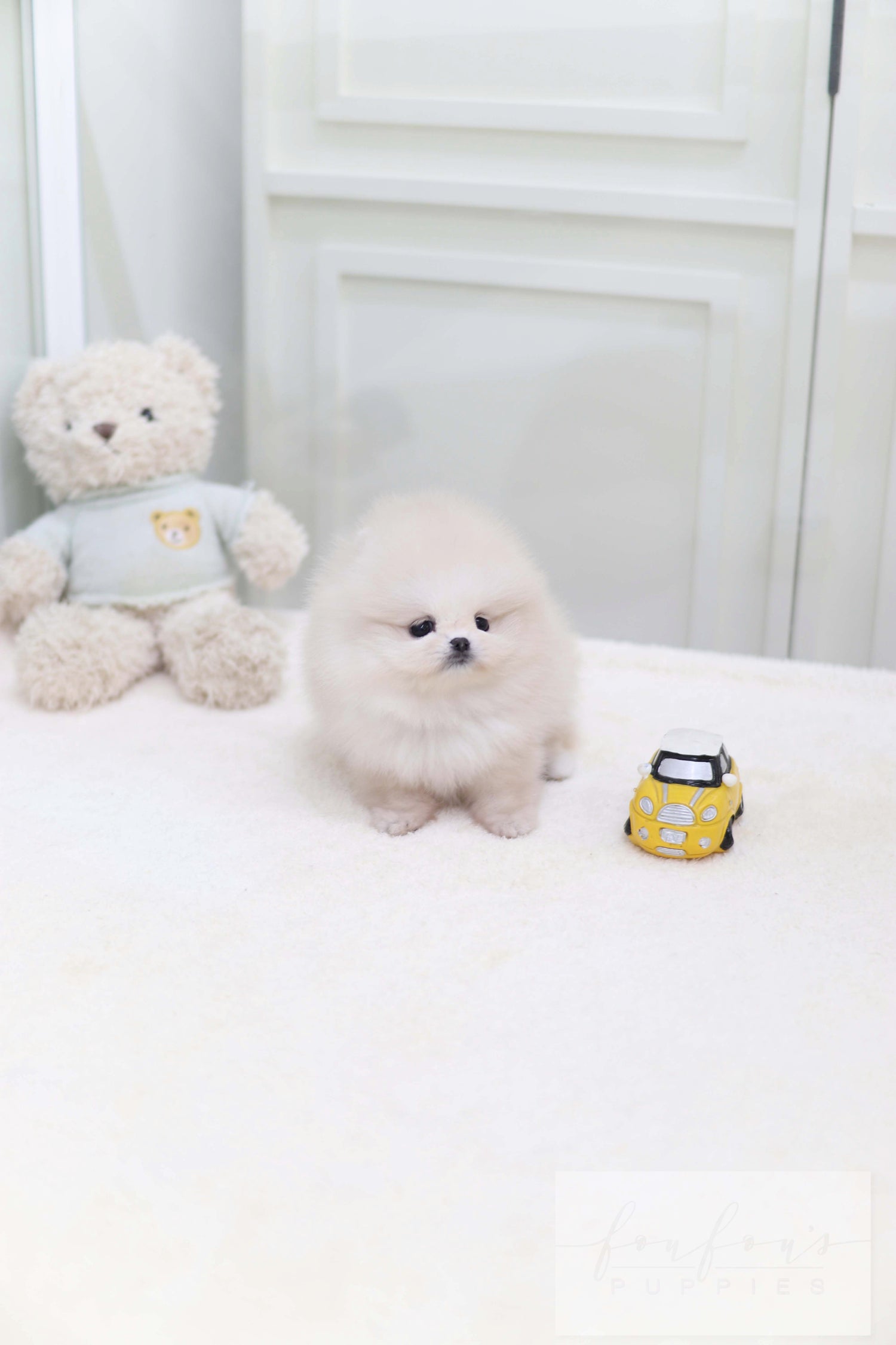 Honey - Pomeranian F.