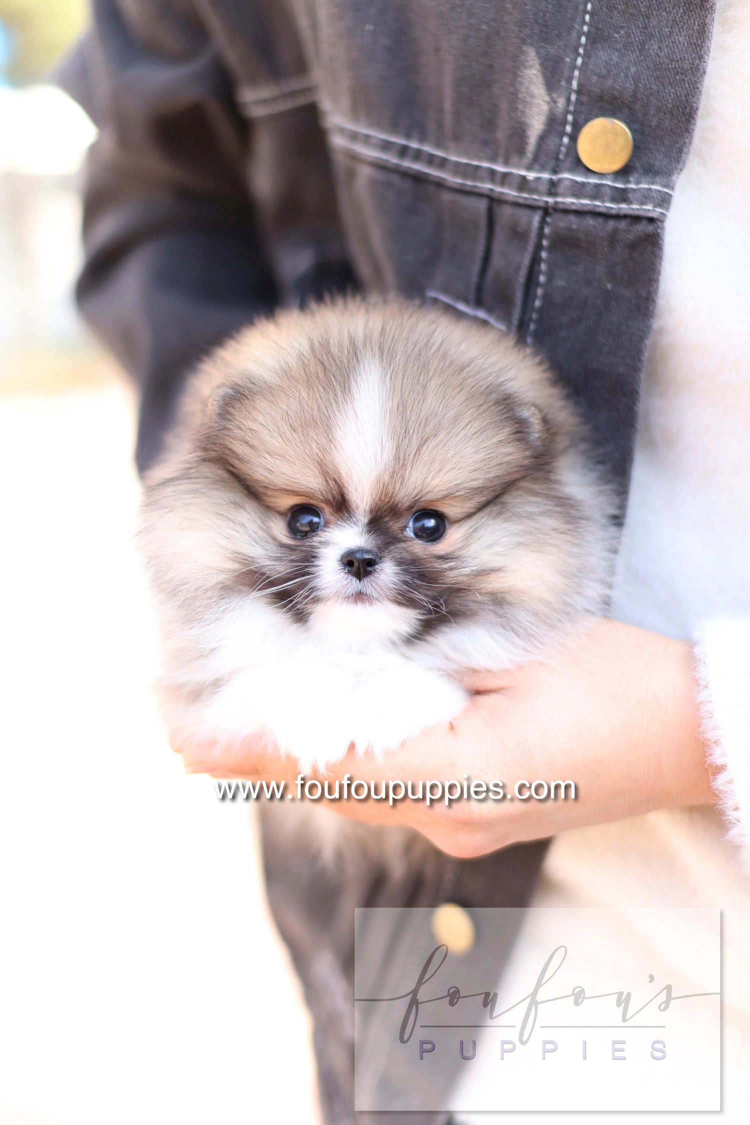 Aoli - Pomeranian F.