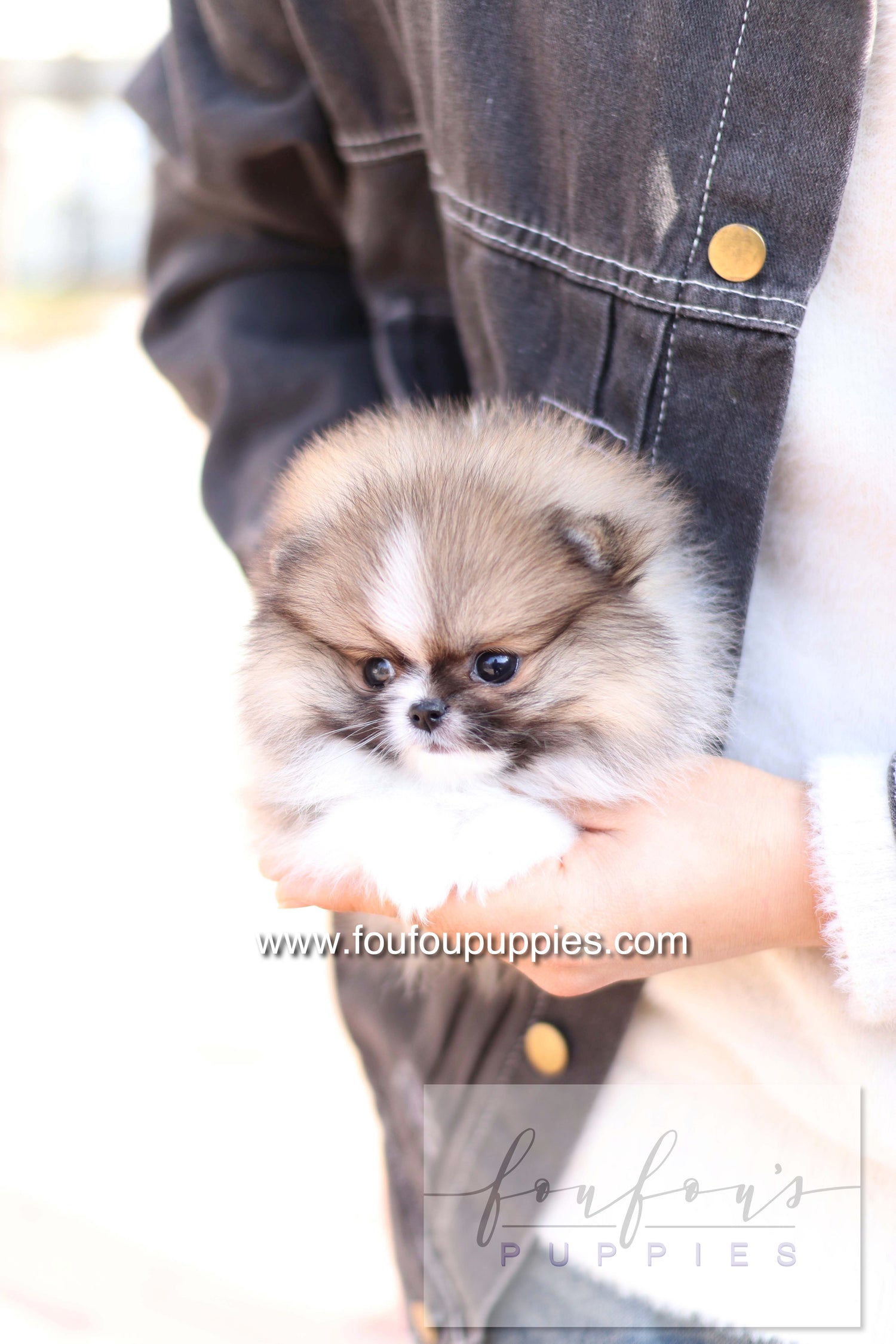 Aoli - Pomeranian F.