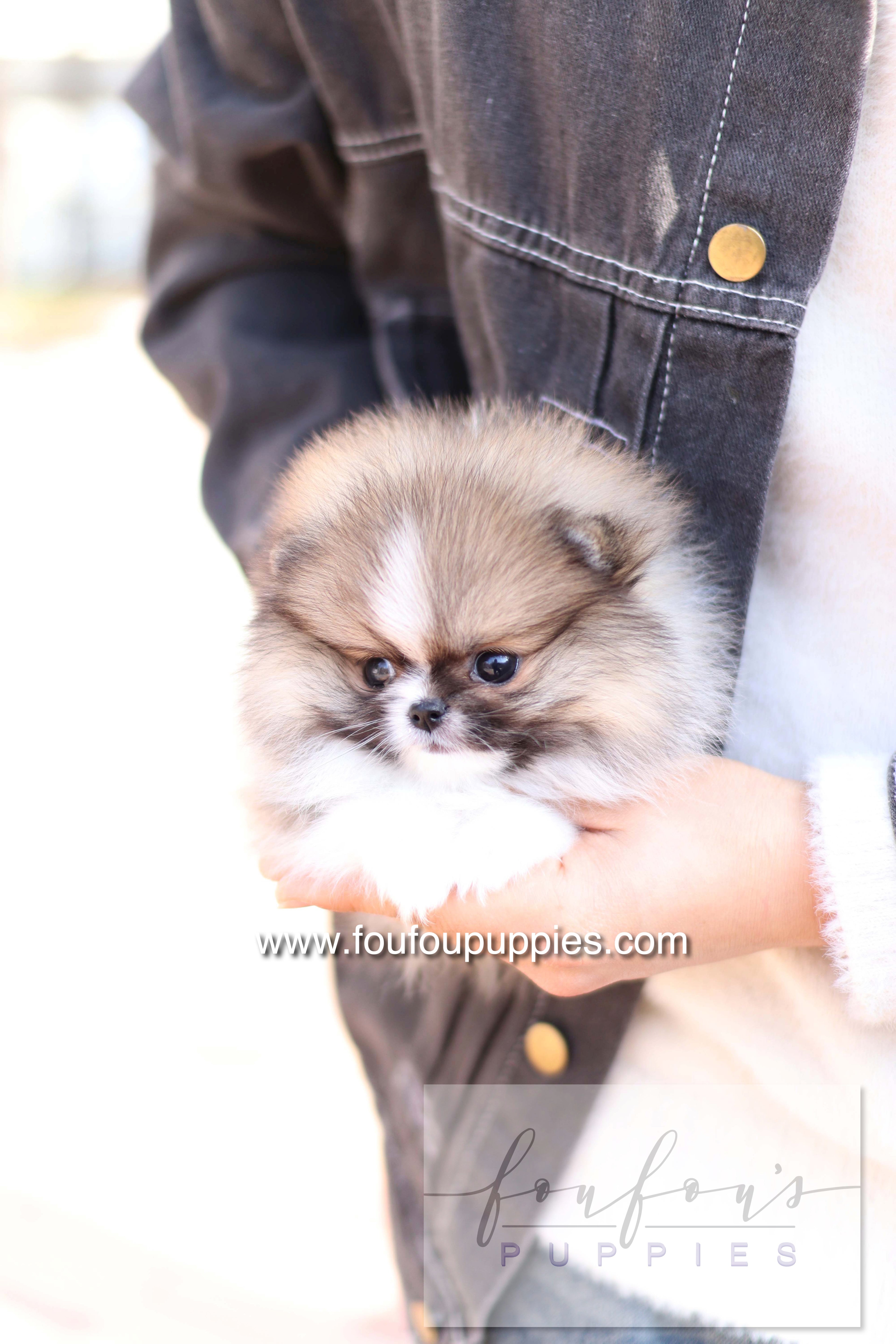Aoli - Pomeranian F.