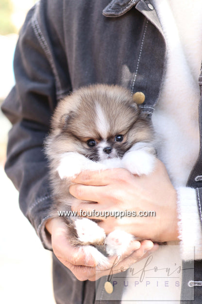 Aoli - Pomeranian F.