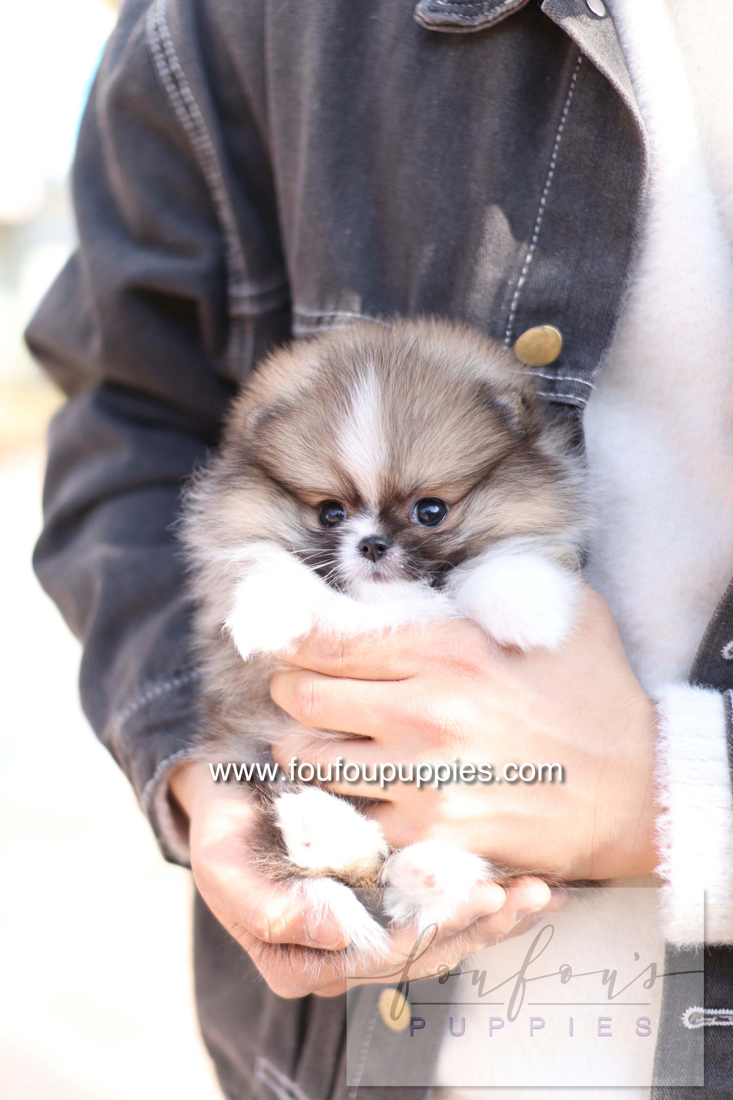 Aoli - Pomeranian F.