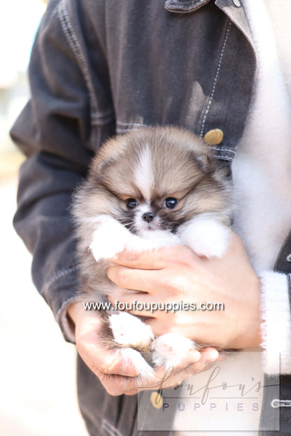 Aoli - Pomeranian F.