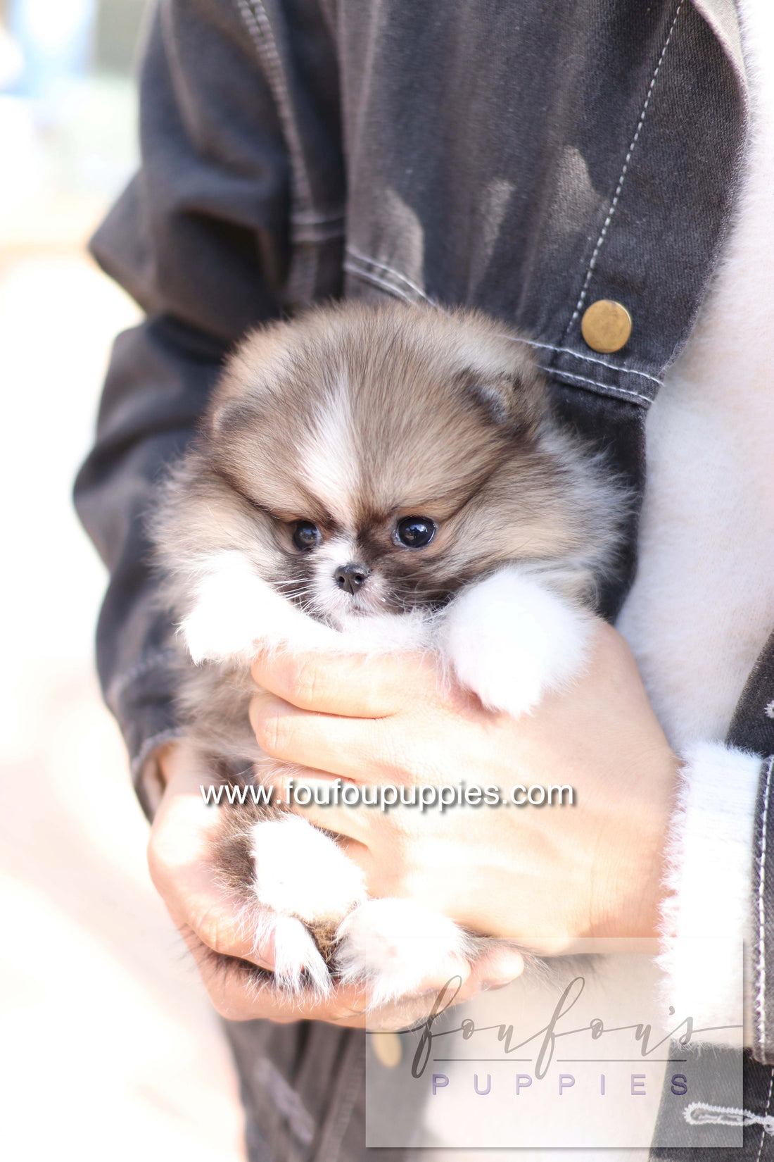 Aoli - Pomeranian F.