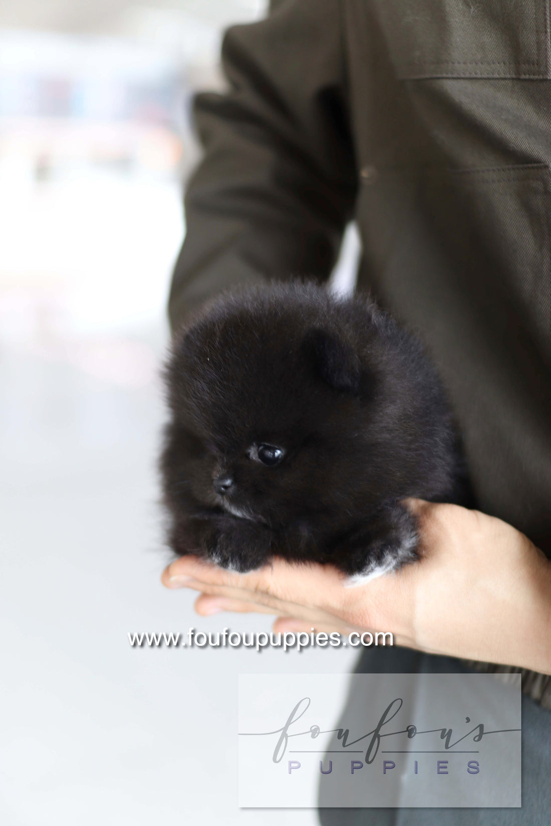 Kai - Pomeranian M.