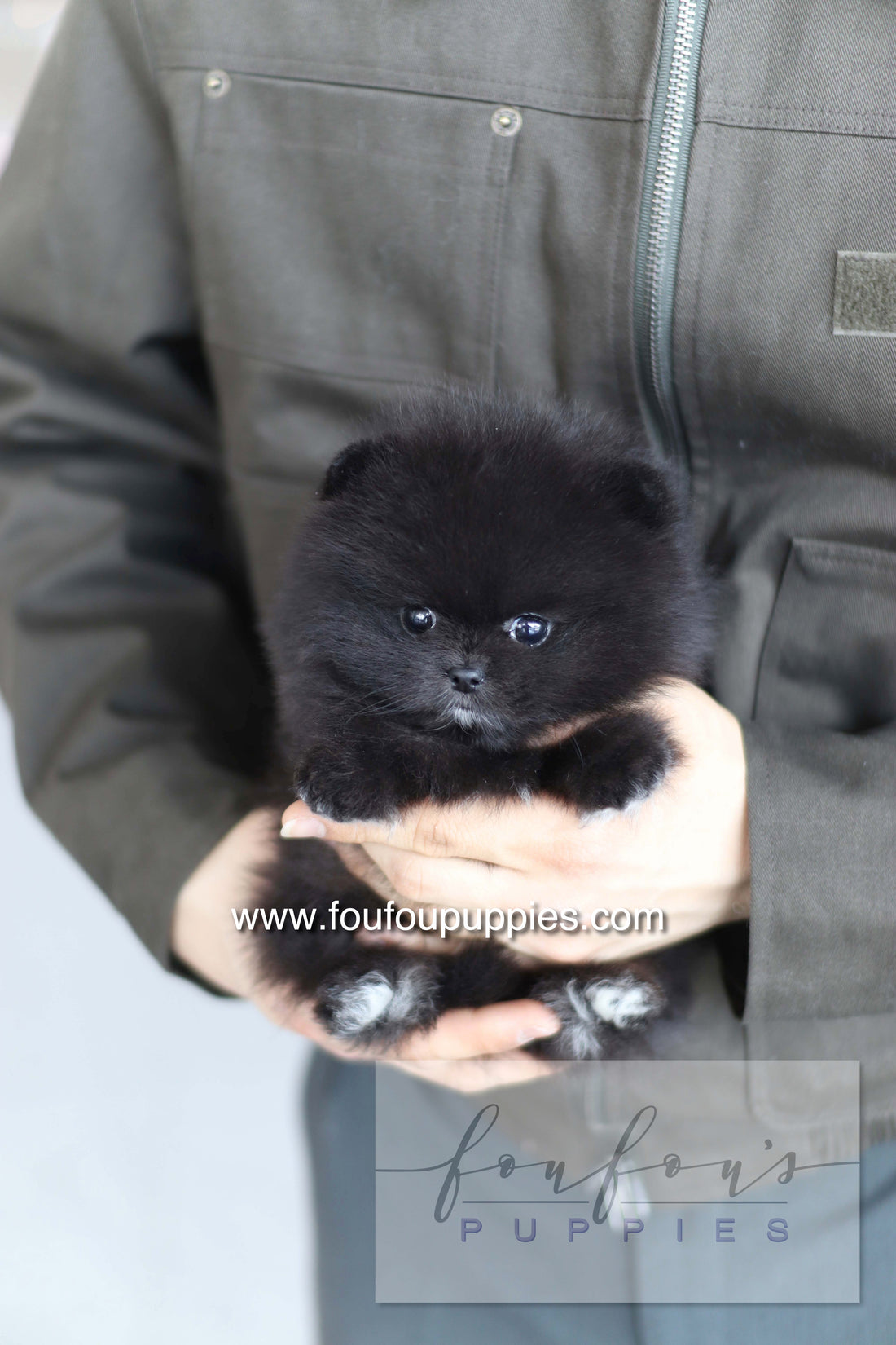 Kai - Pomeranian M.