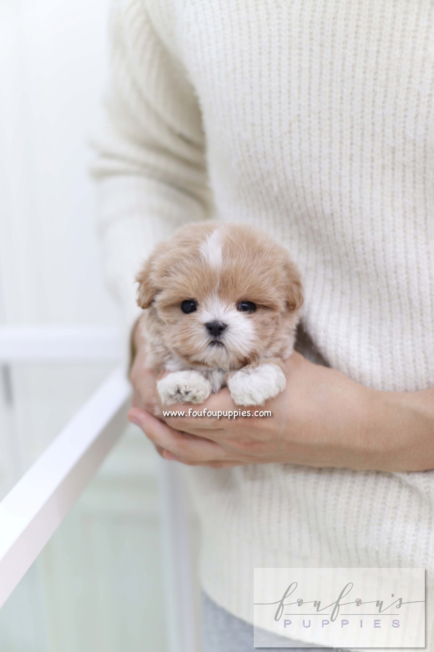 Duke - Maltipoo M.