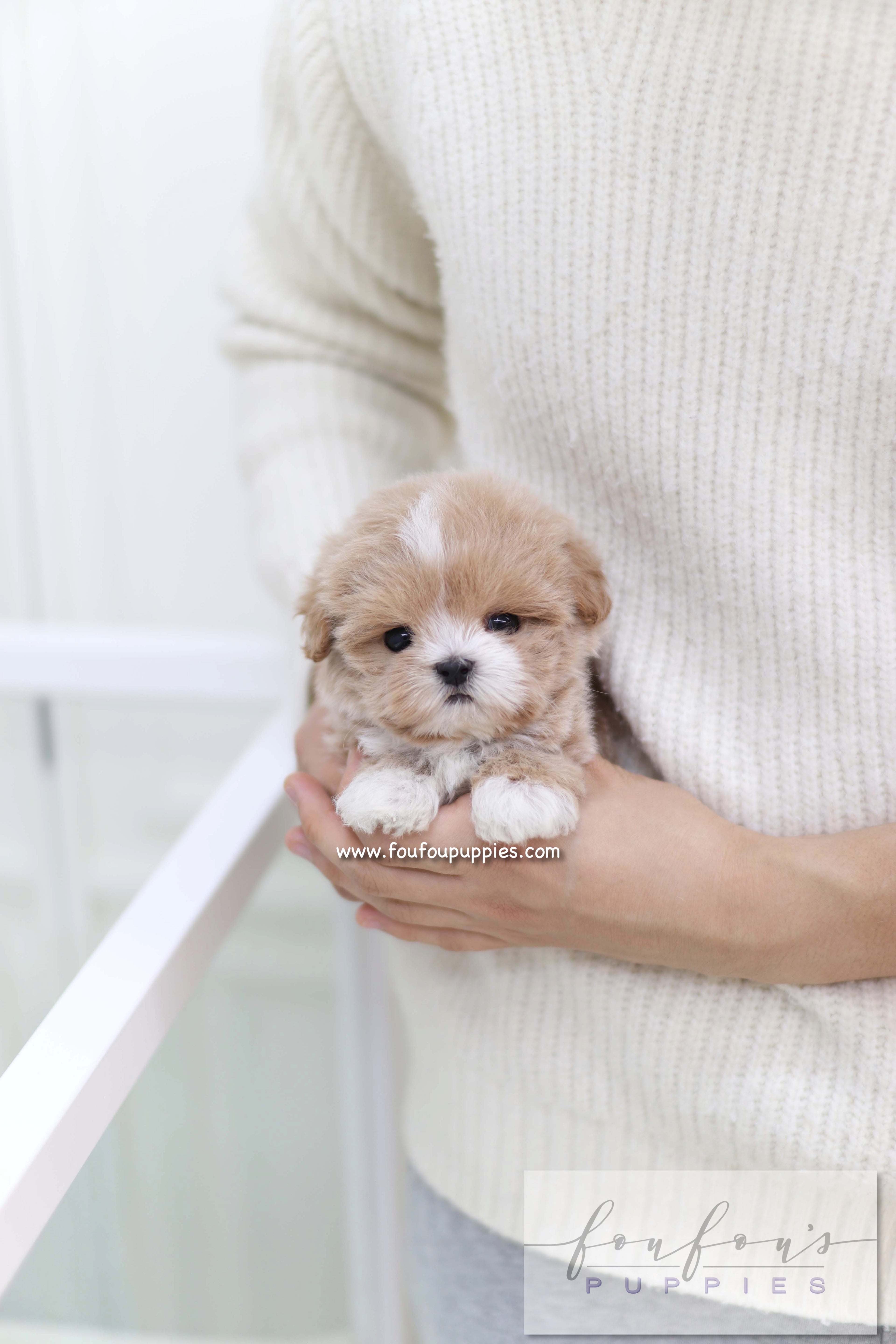 Duke - Maltipoo M.