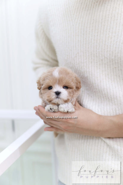 Duke - Maltipoo M.