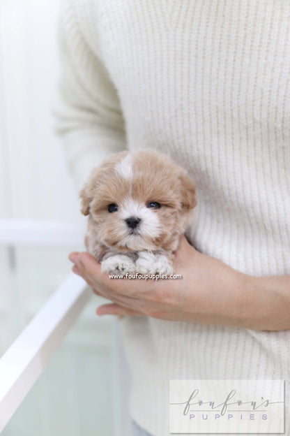 Duke - Maltipoo M.