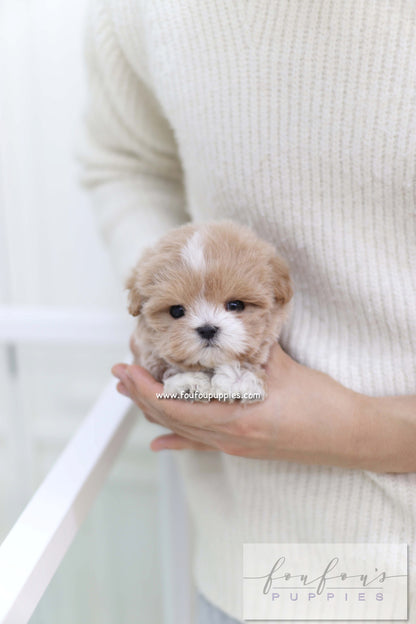 Duke - Maltipoo M.