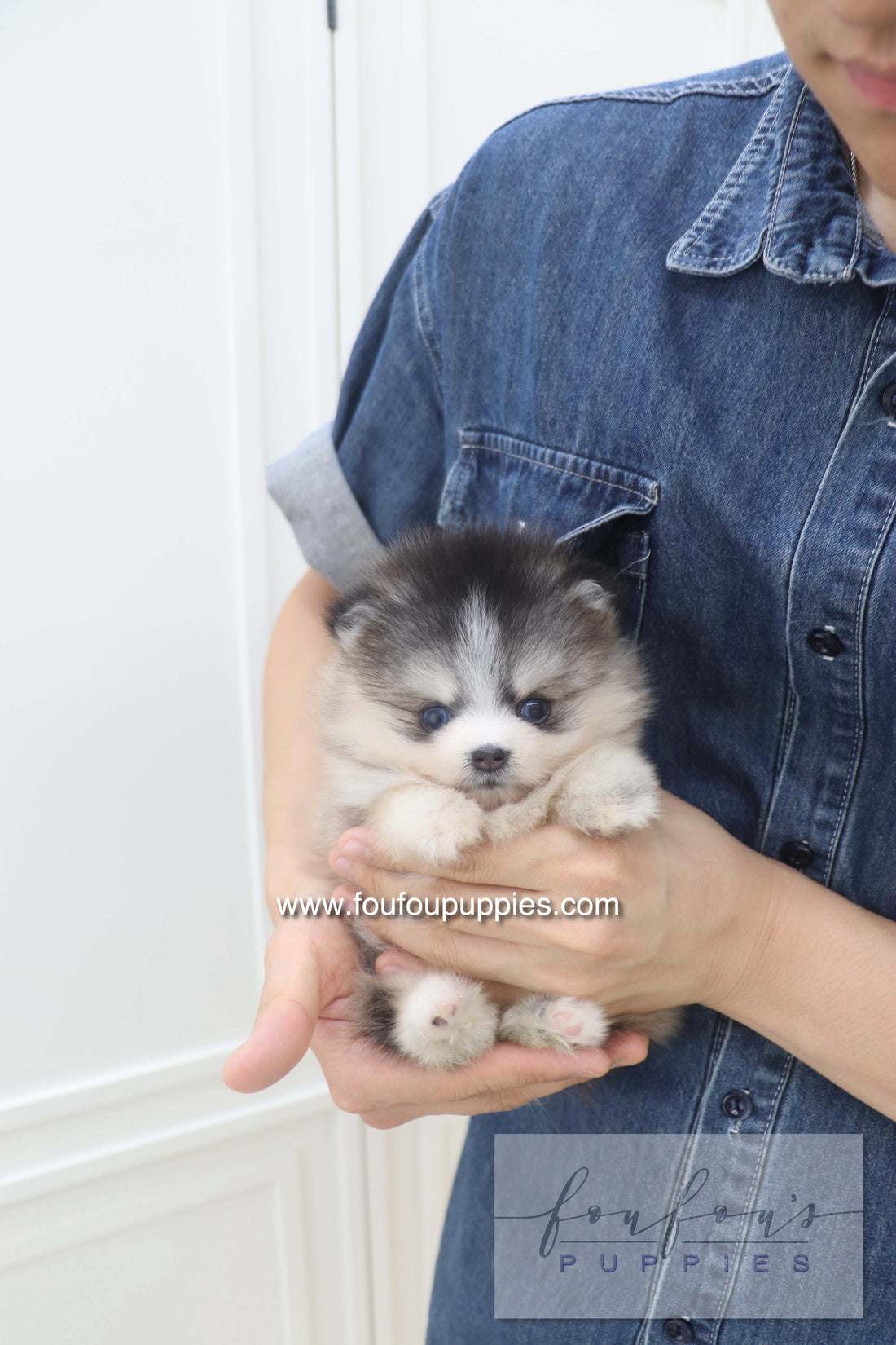 Auri - Pomsky F.