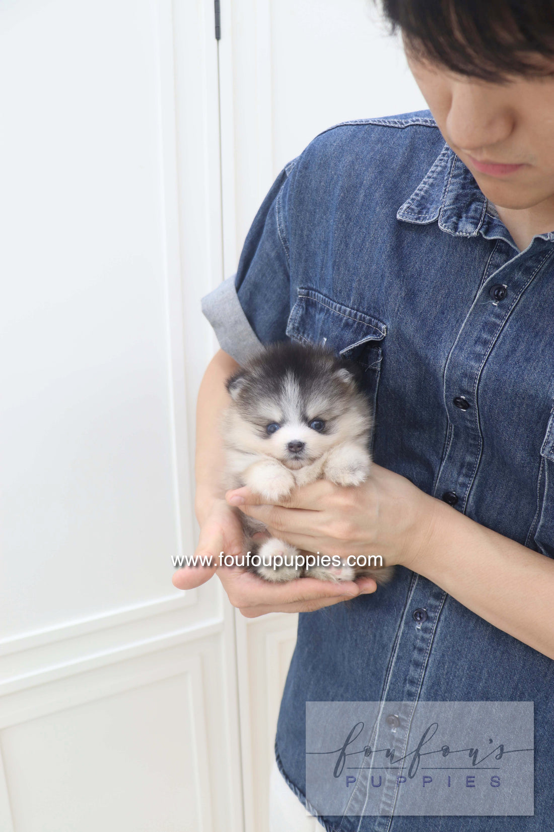 Auri - Pomsky F.