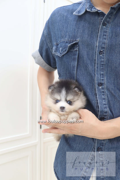 Auri - Pomsky F.