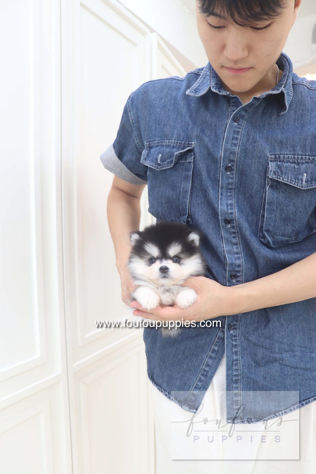 Lumi - Pomsky F.