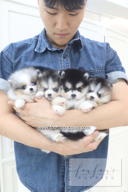 Lumi - Pomsky F.