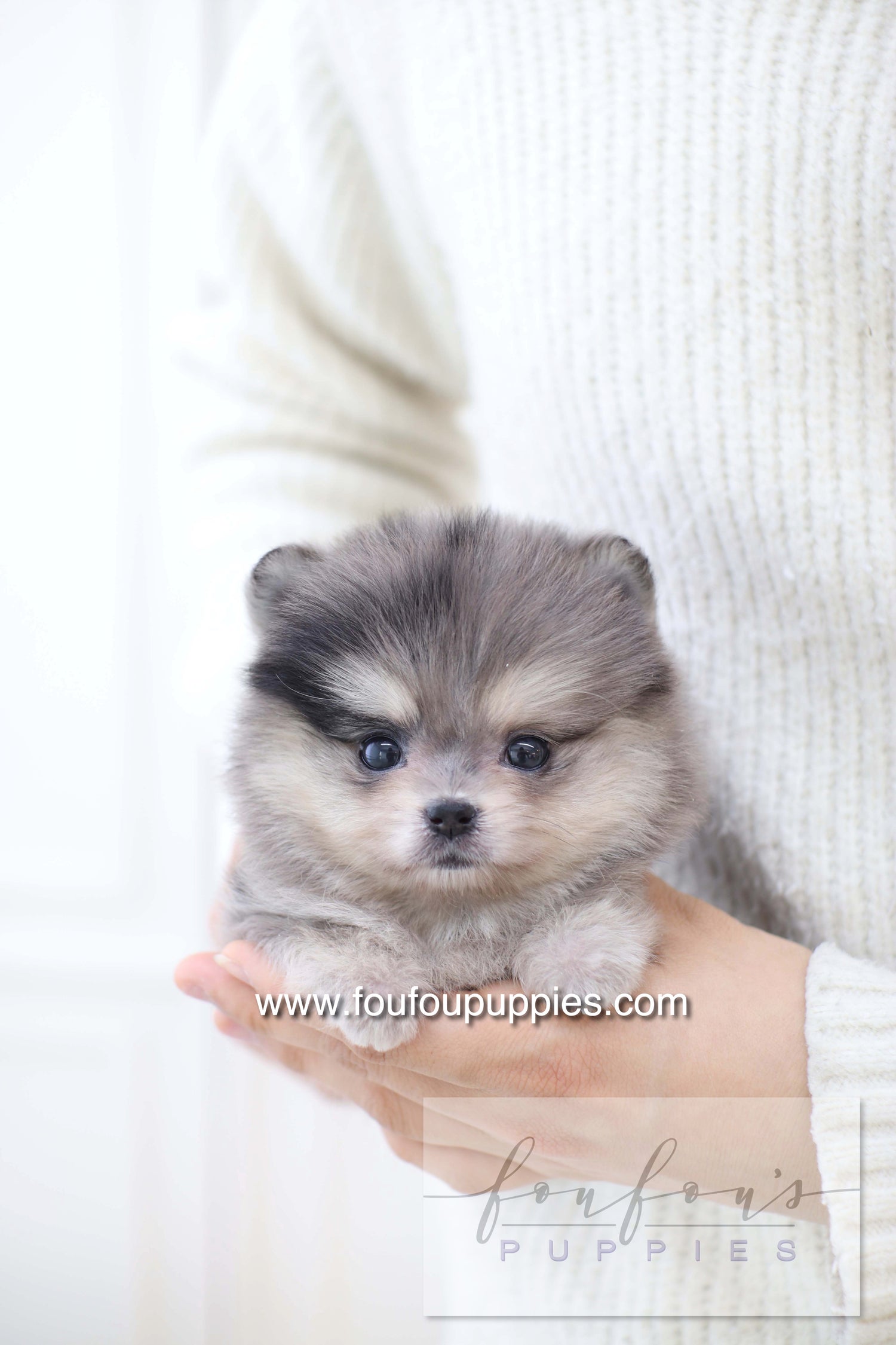 Marble - Pomeranian F.