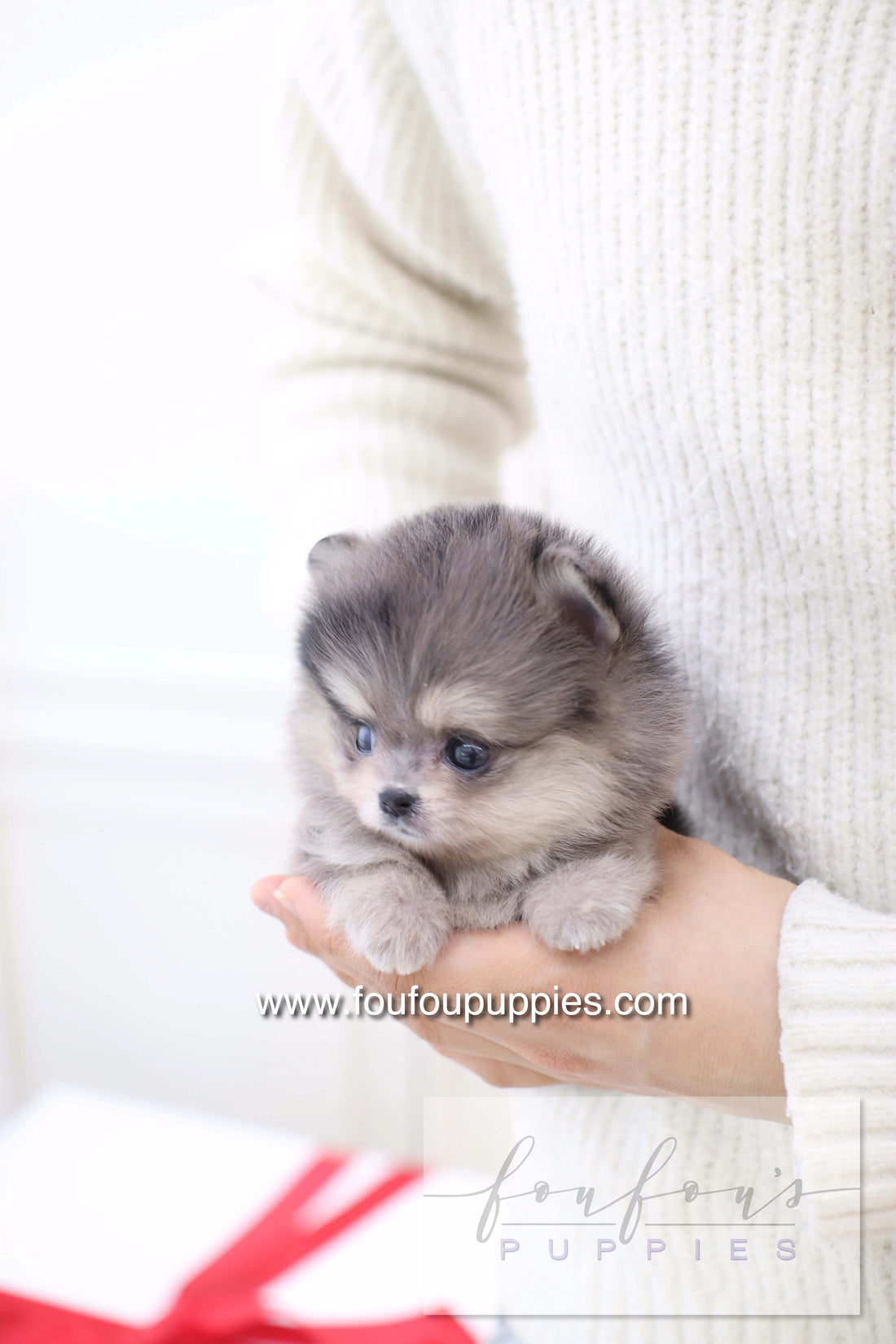 Marble - Pomeranian F.