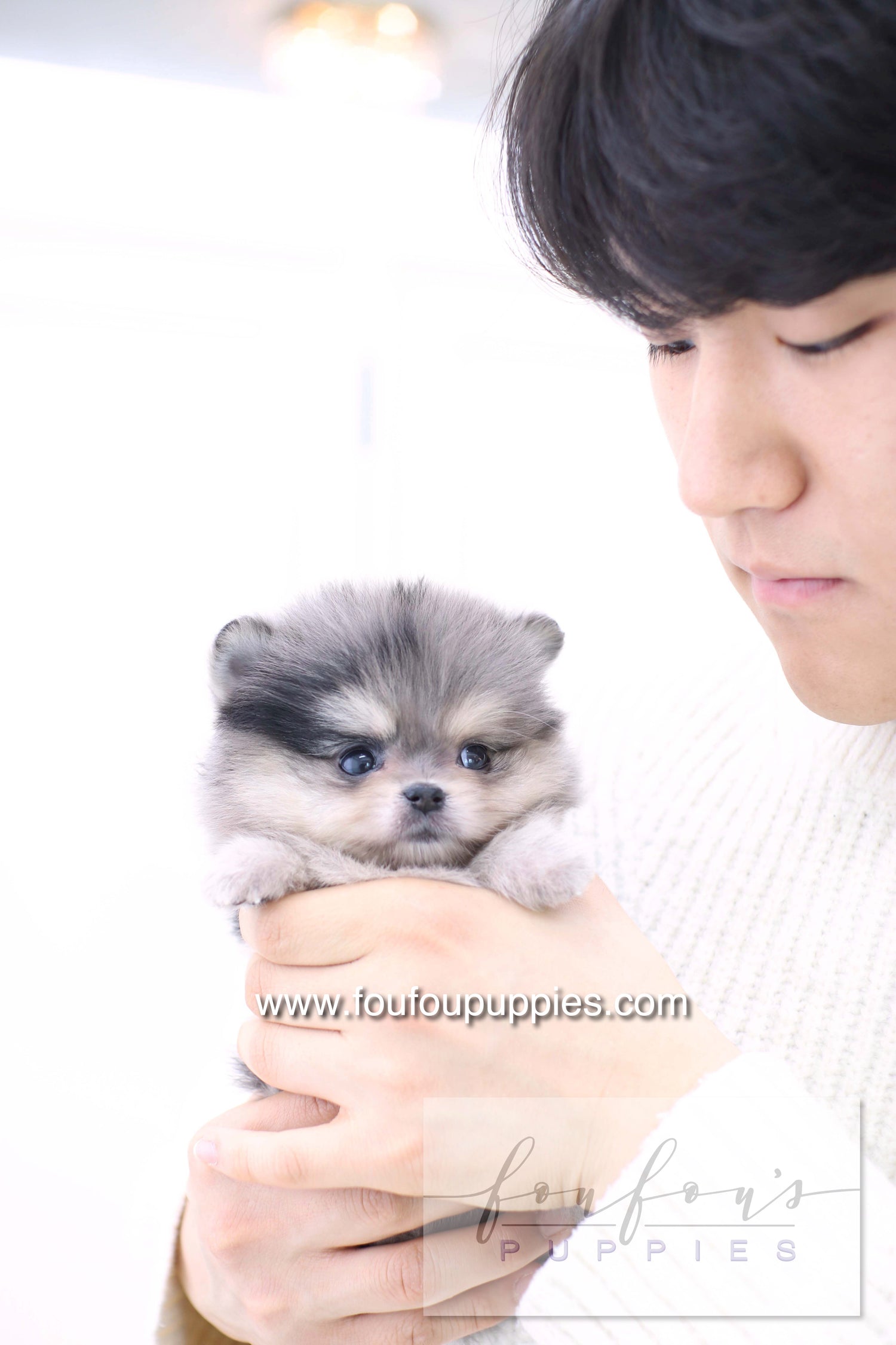 Marble - Pomeranian F.