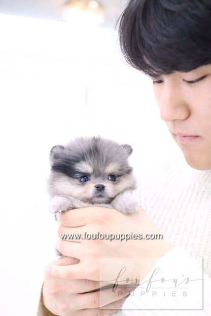 Marble - Pomeranian F.