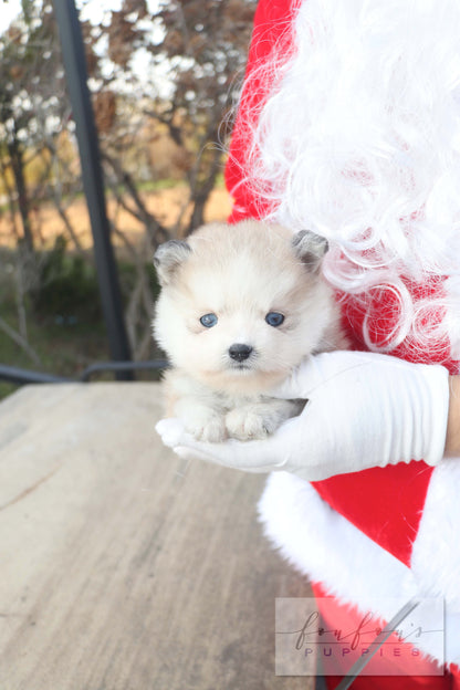 Mini Kelly - Pomsky F.