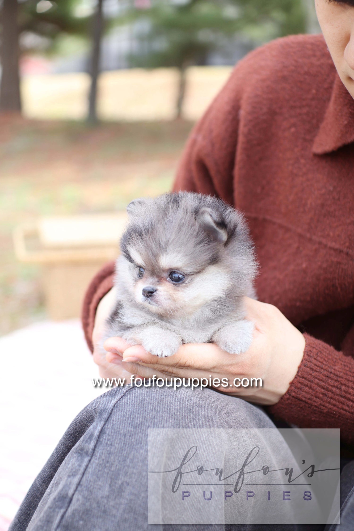 Marble - Pomeranian F.