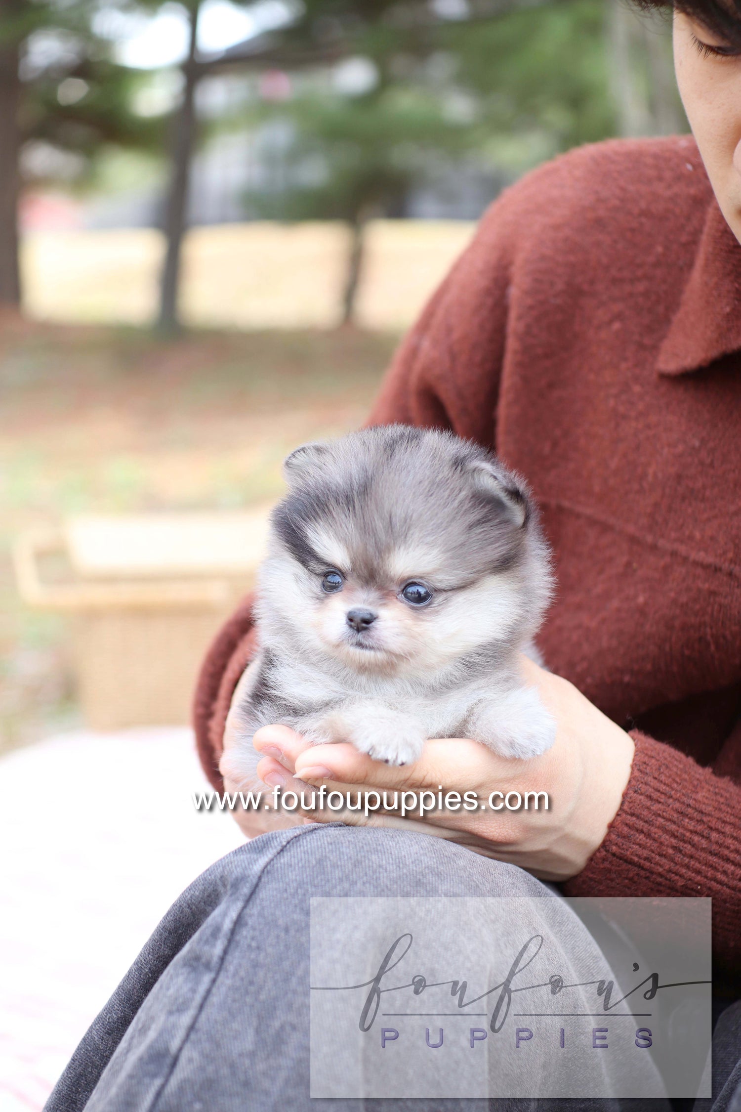 Marble - Pomeranian F.