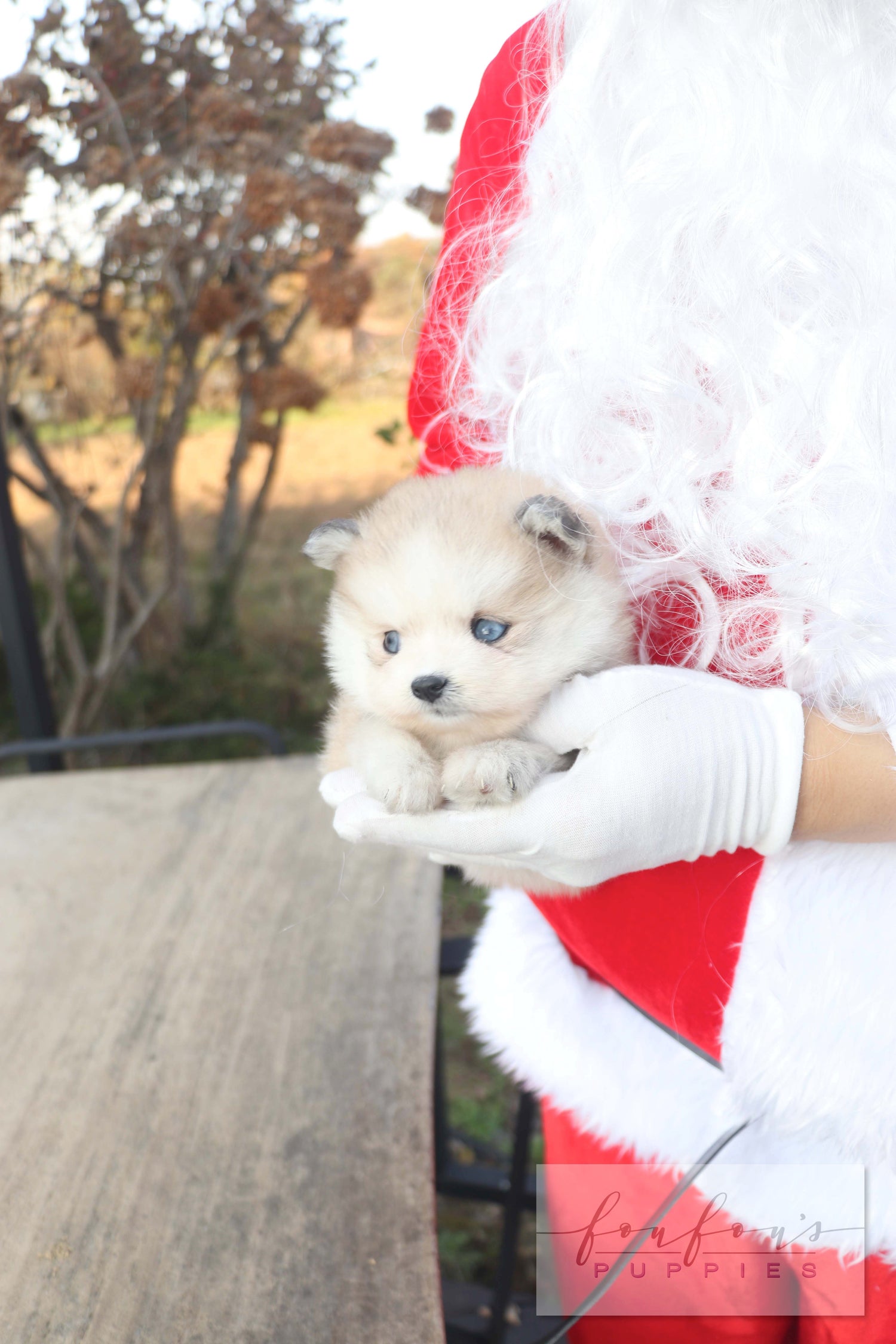 Mini Kelly - Pomsky F.