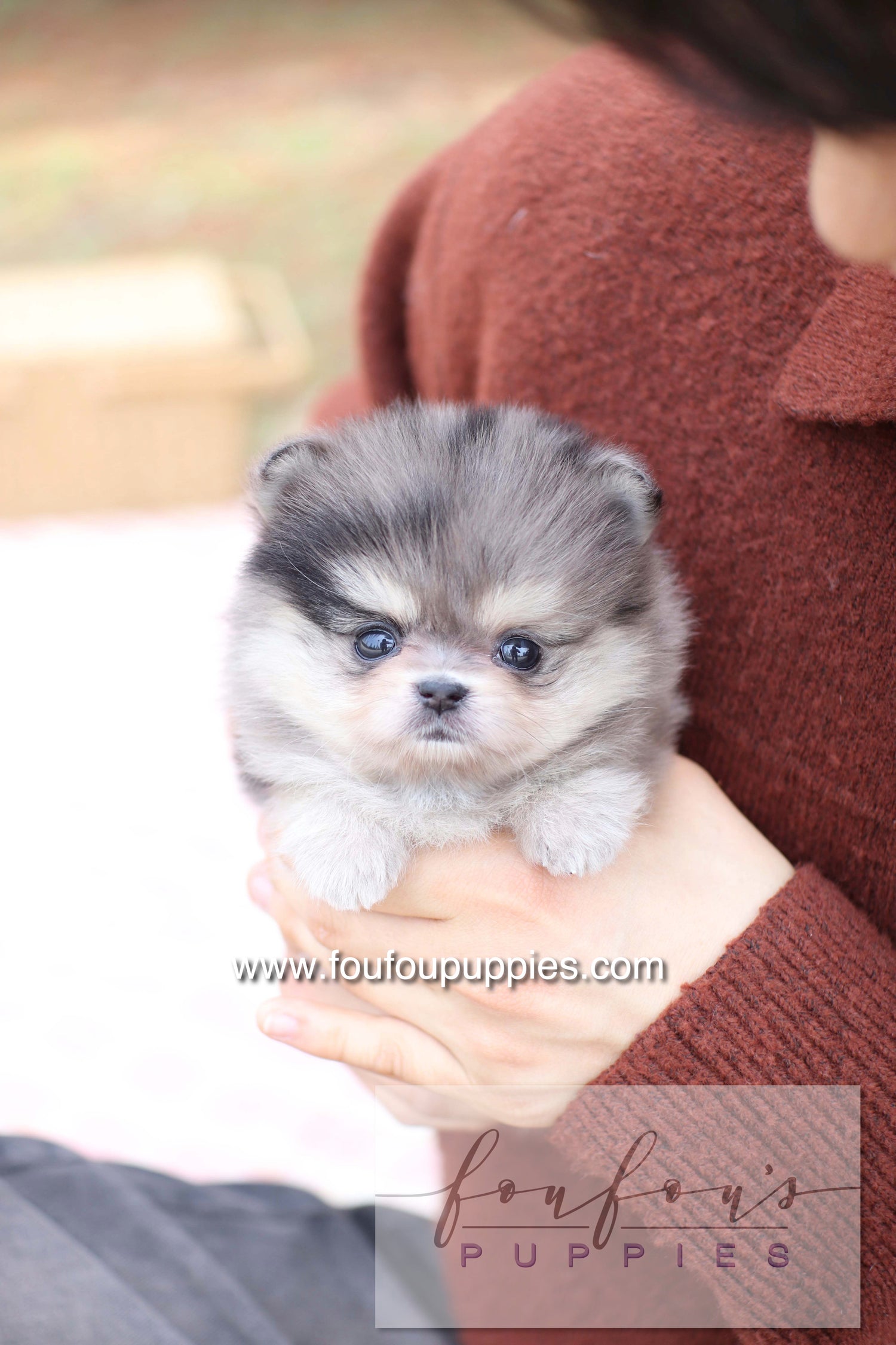Marble - Pomeranian F.