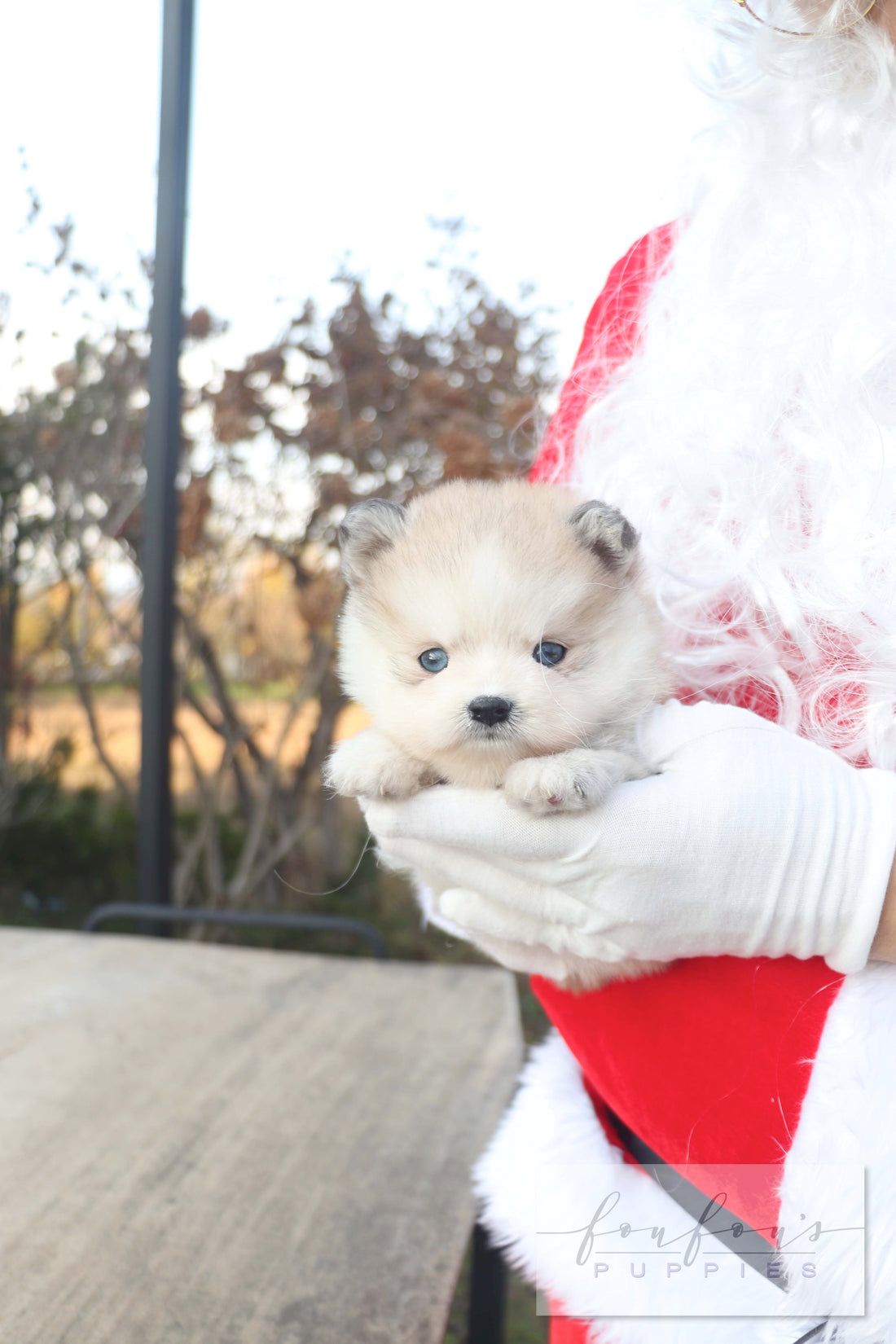 Mini Kelly - Pomsky F.