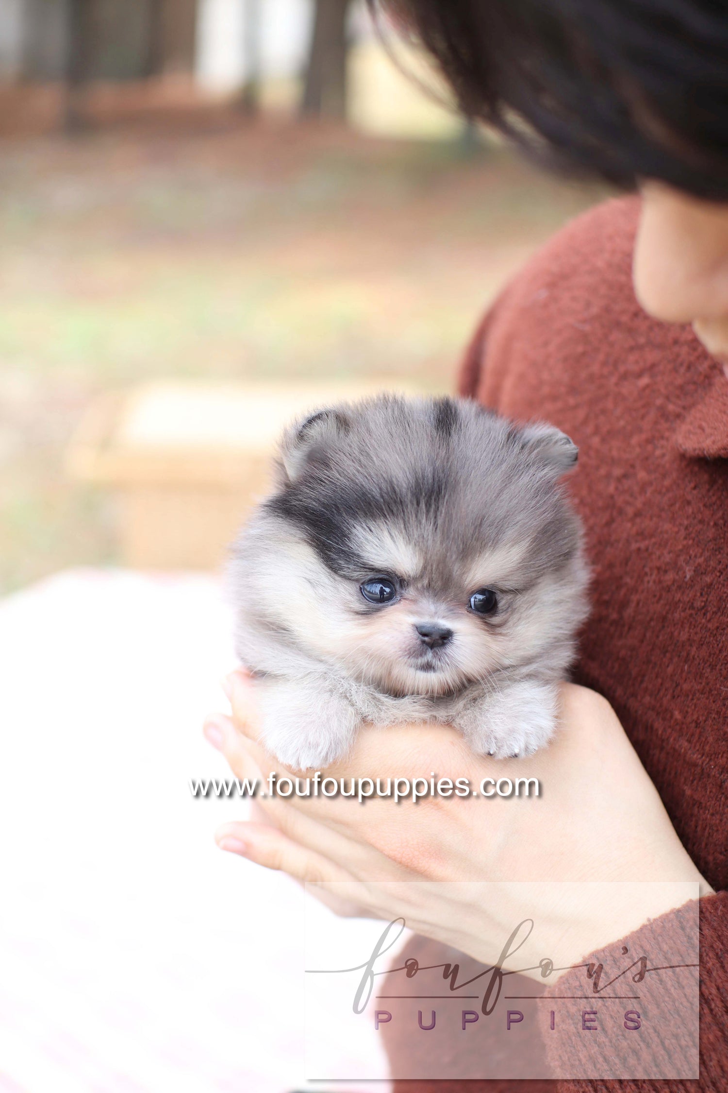 Marble - Pomeranian F.
