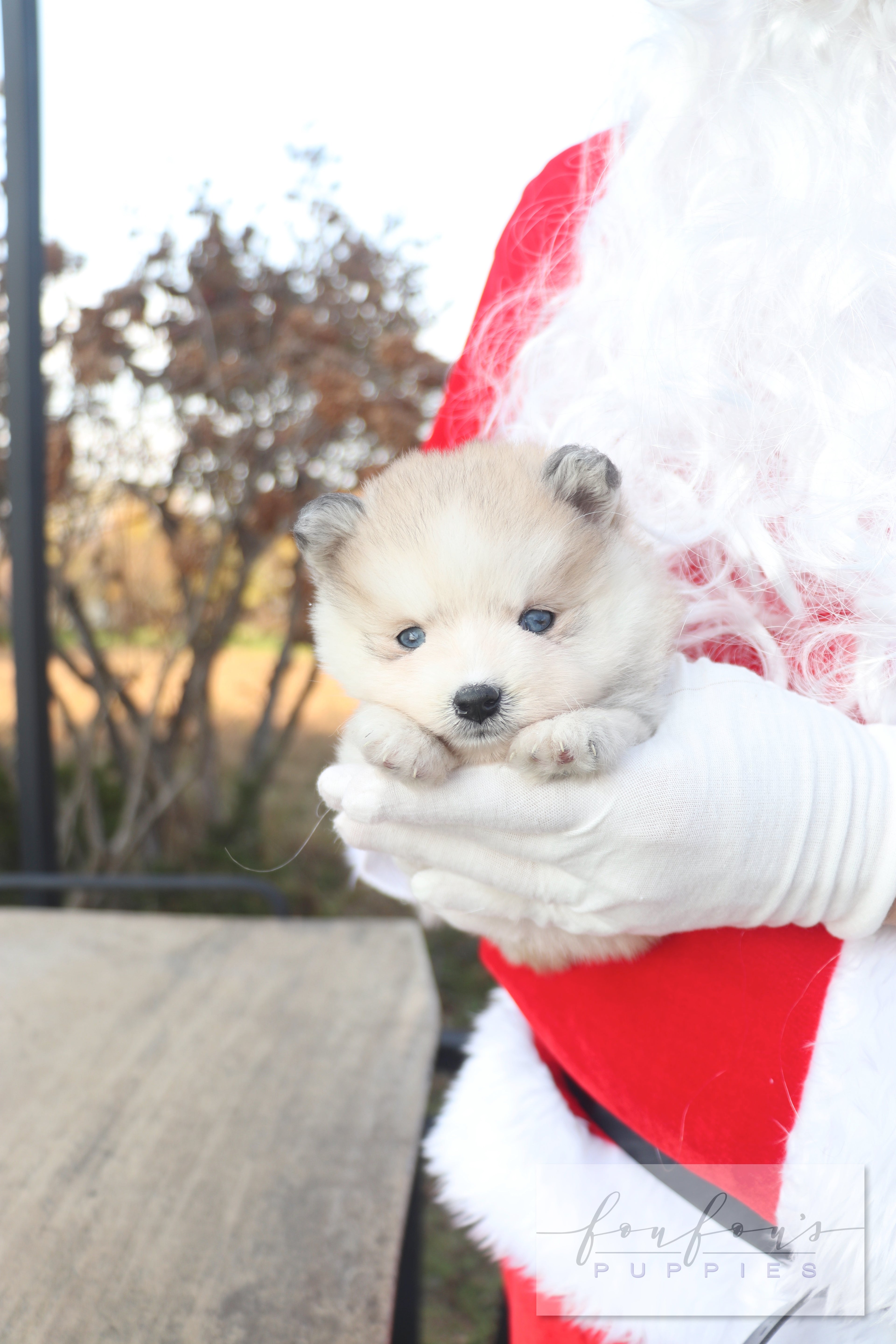 Mini Kelly - Pomsky F.