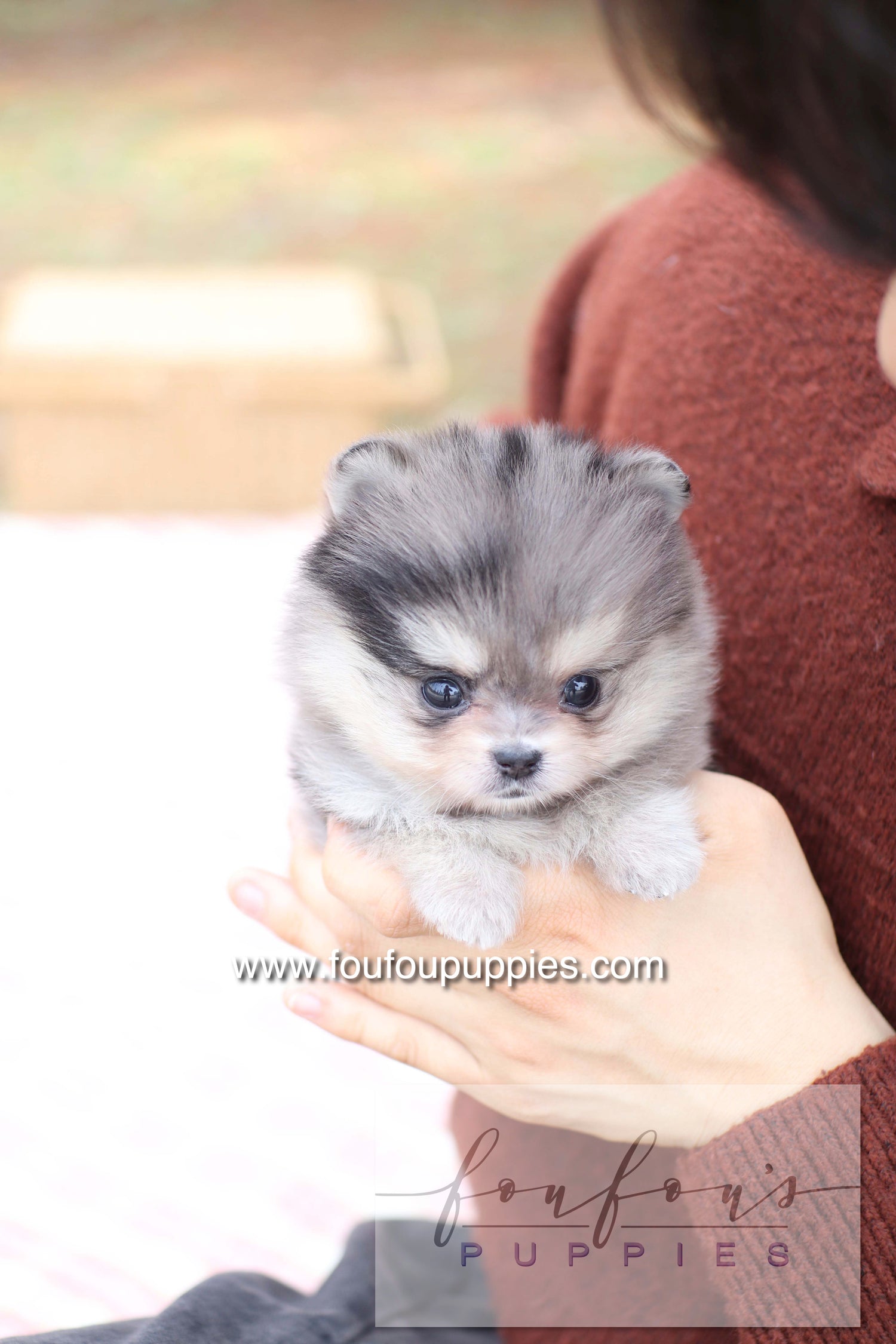 Marble - Pomeranian F.