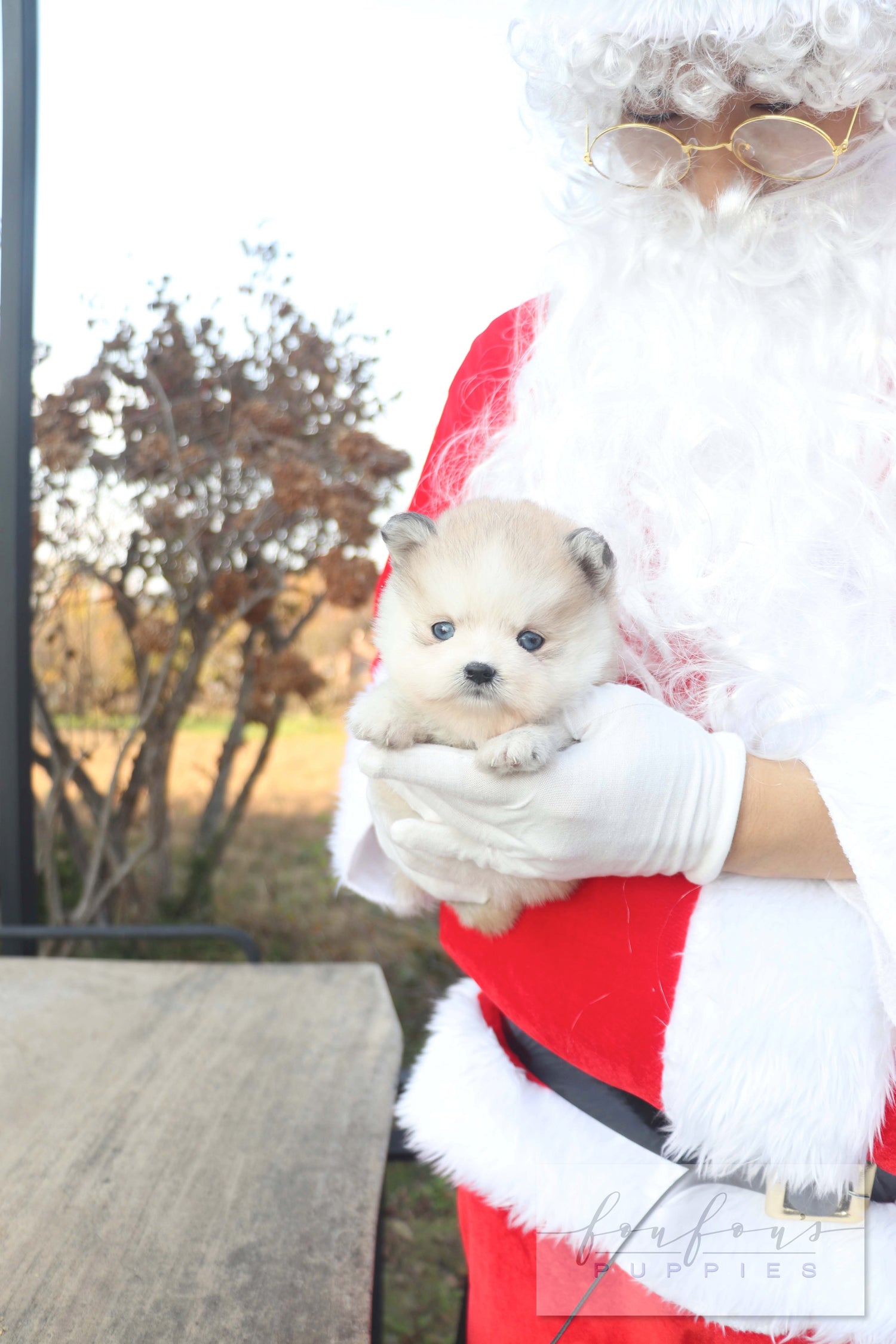 Mini Kelly - Pomsky F.