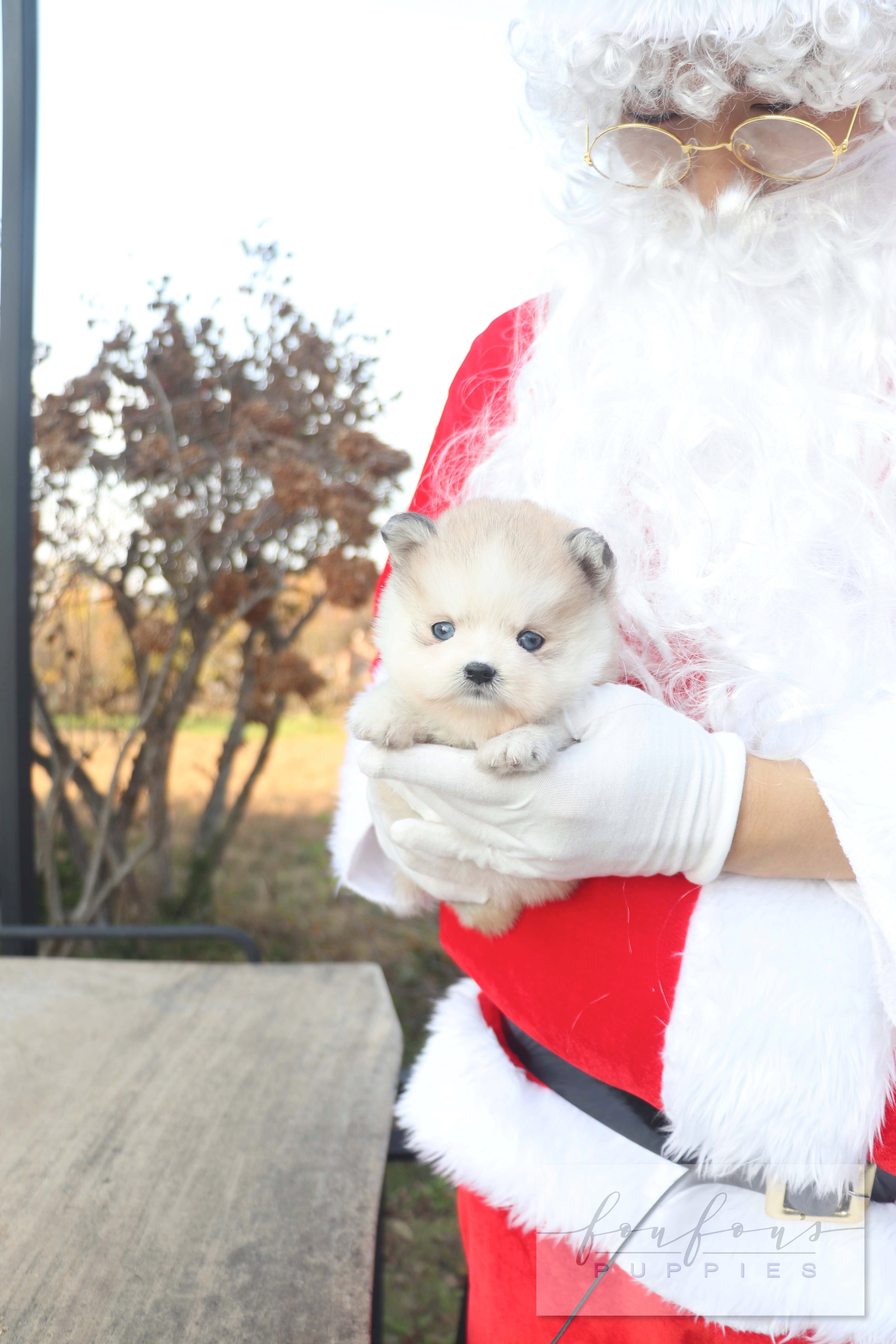 Mini Kelly - Pomsky F.