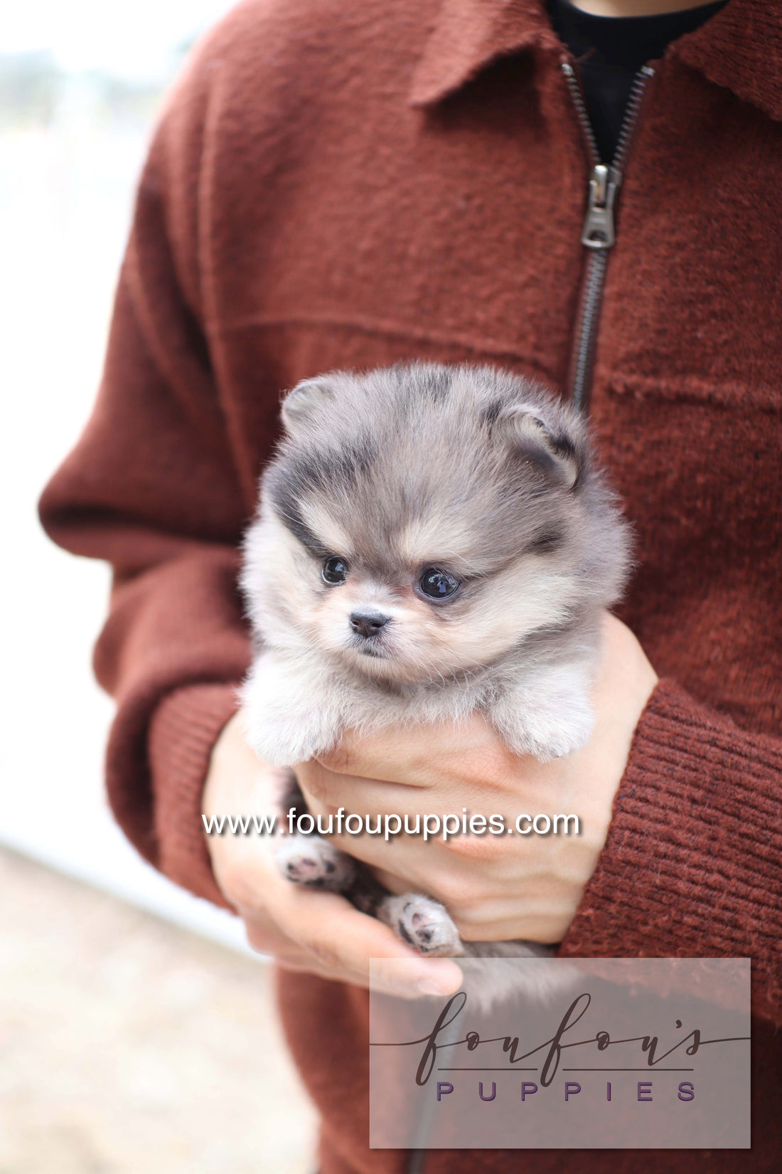 Marble - Pomeranian F.