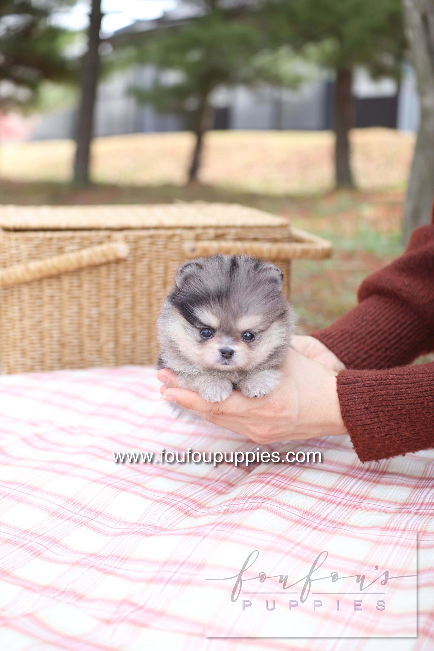 Marble - Pomeranian F.