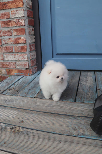 Tiffany - Pomeranian F.