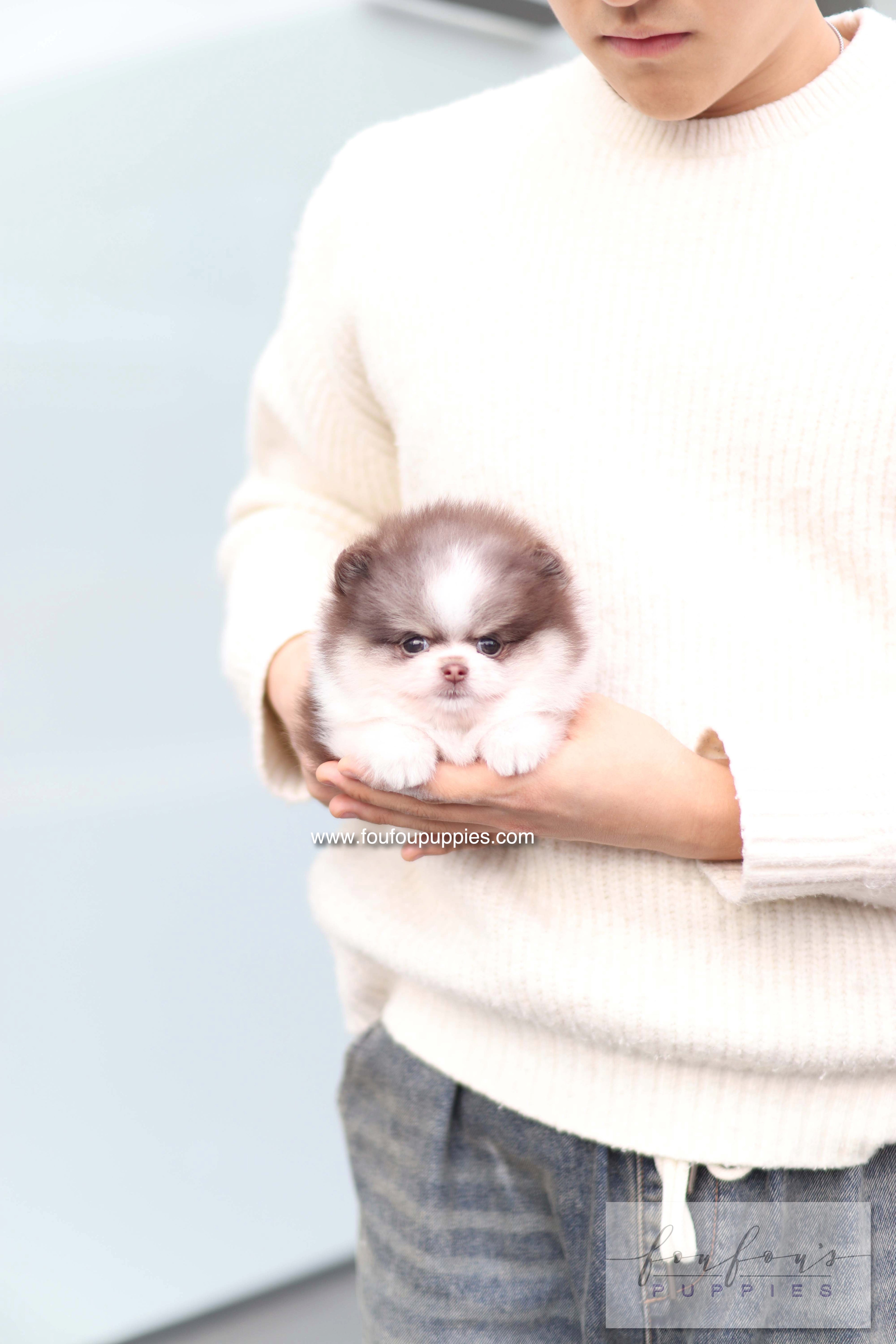 Twist - Pomeranian F.