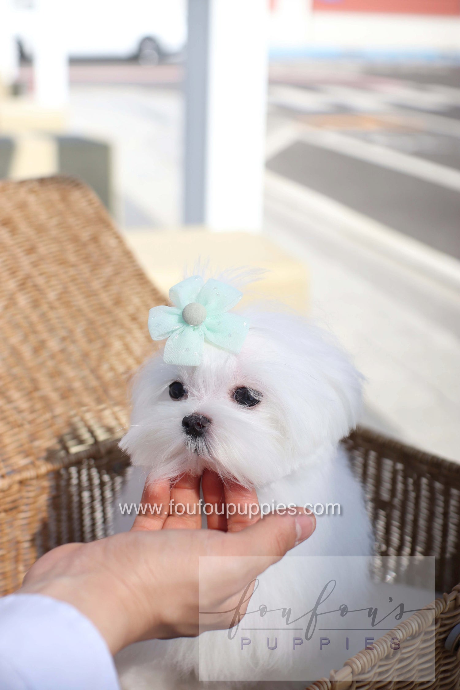 Elle - Maltese F.