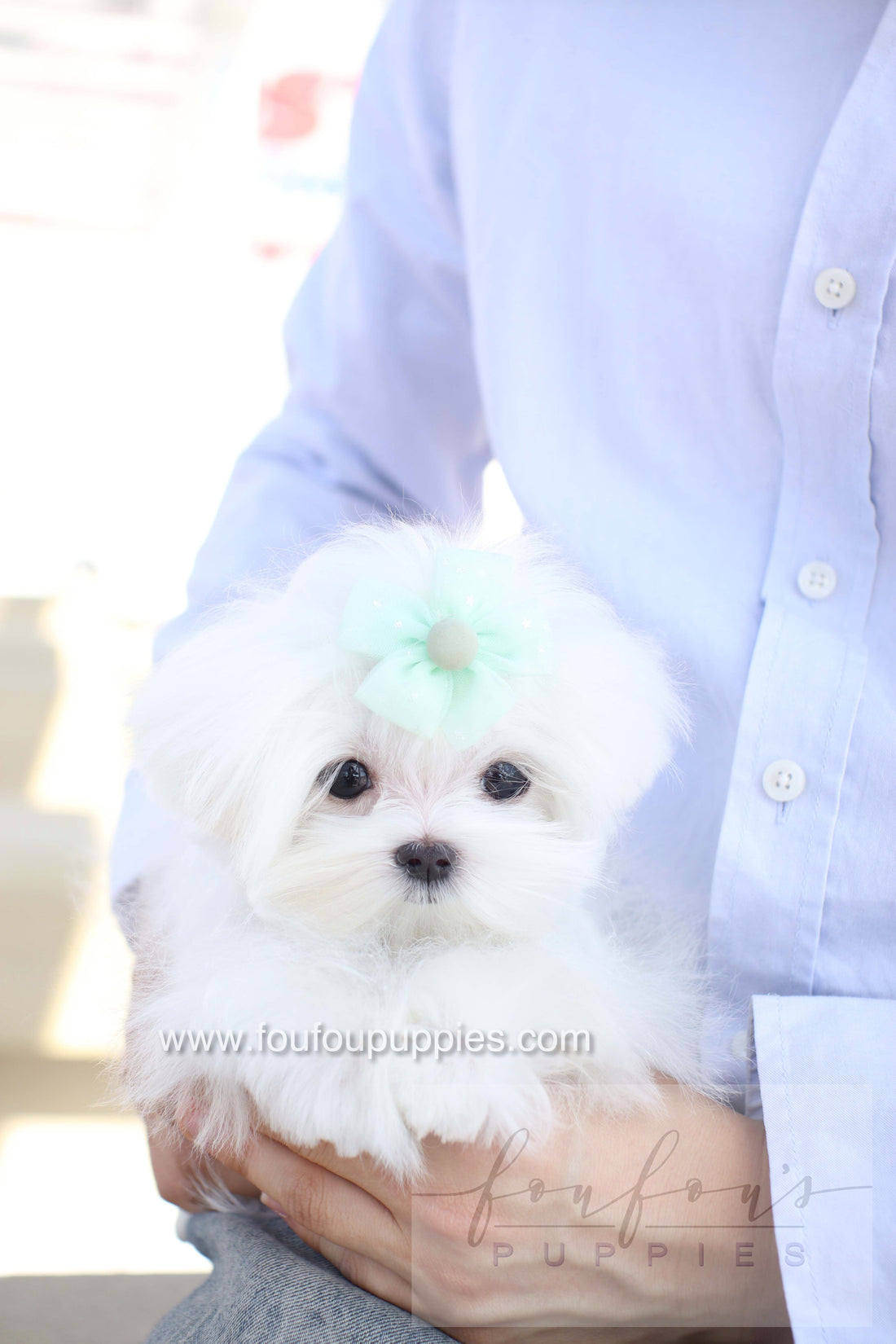 Elle - Maltese F.