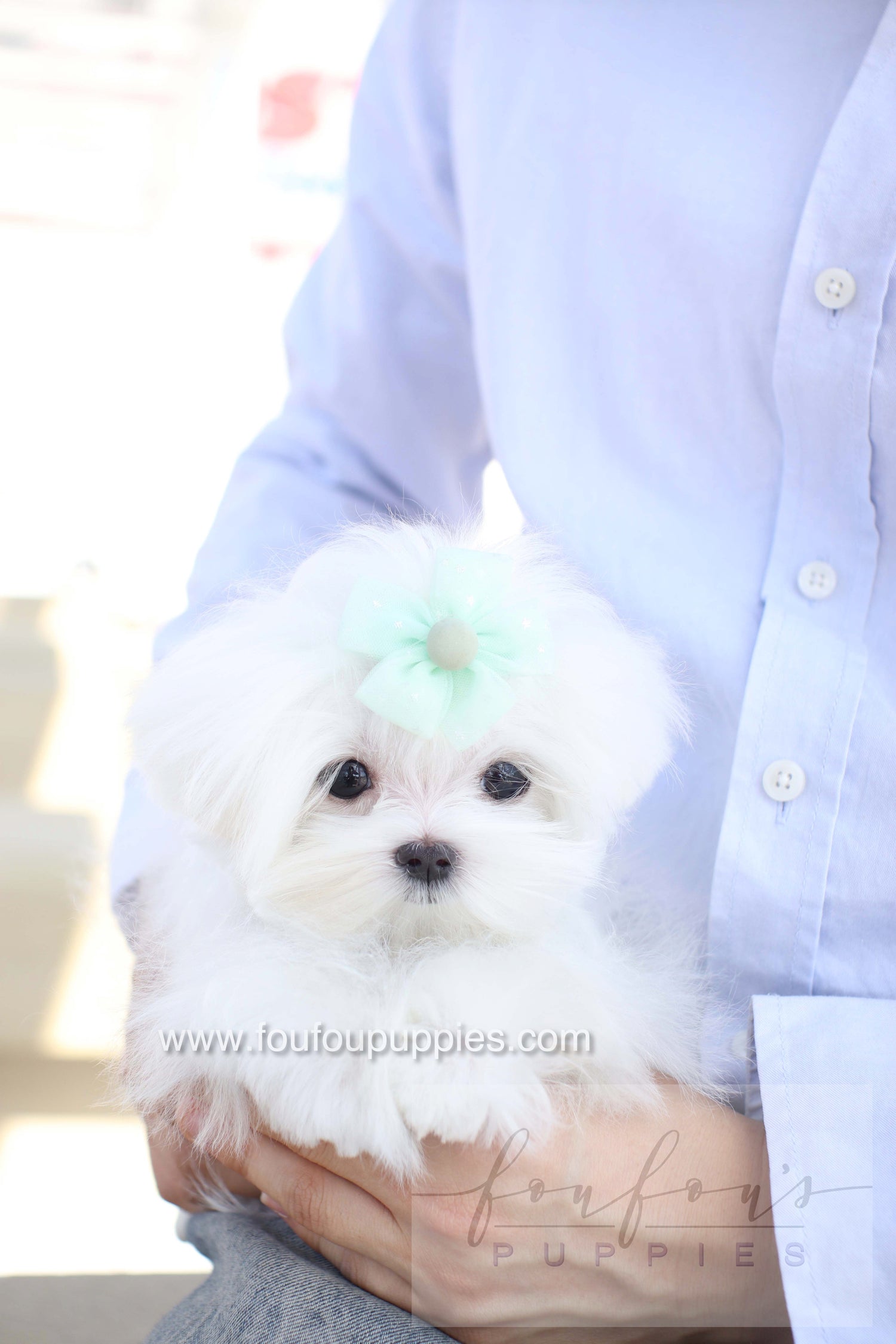 Elle - Maltese F.