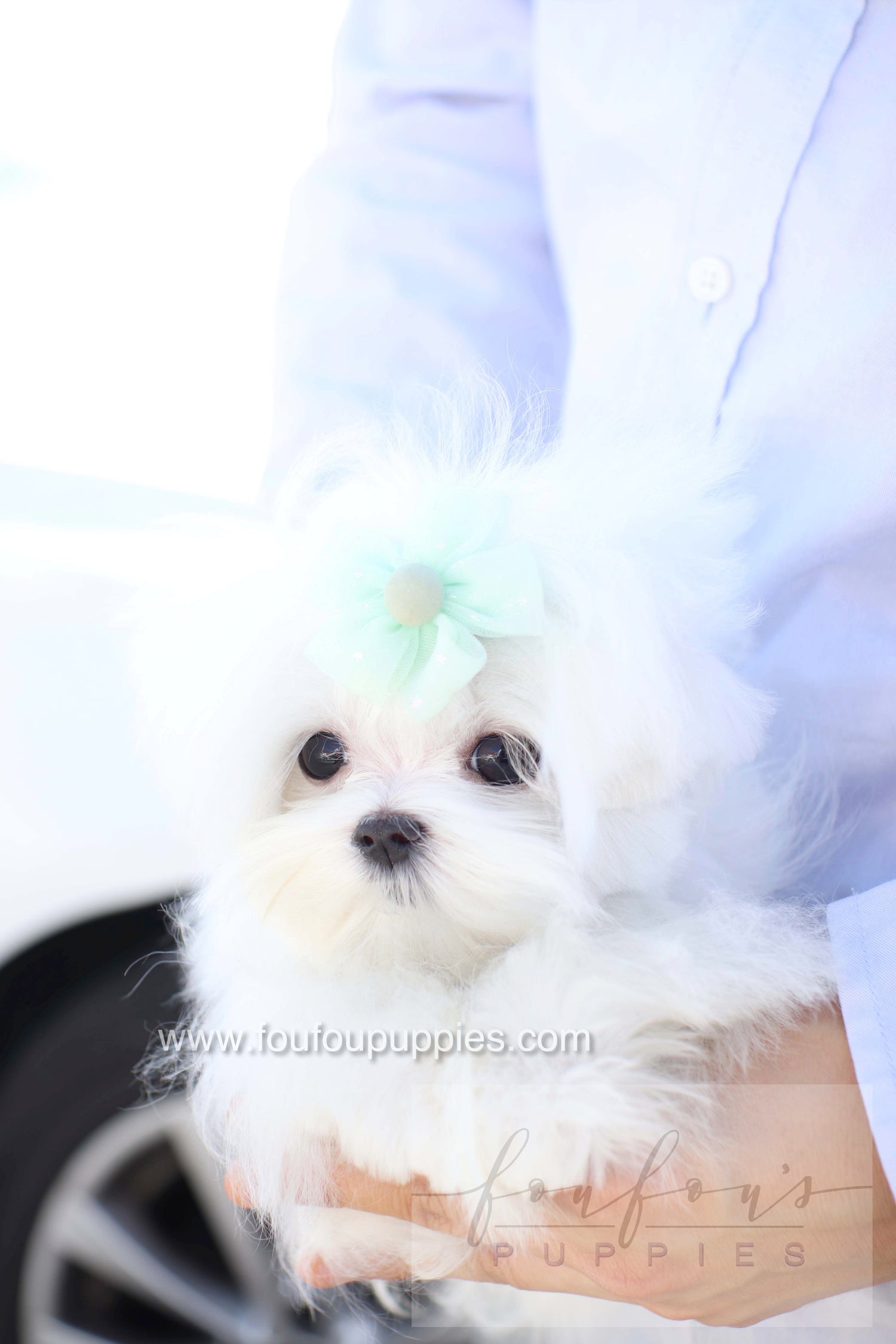 Elle - Maltese F.
