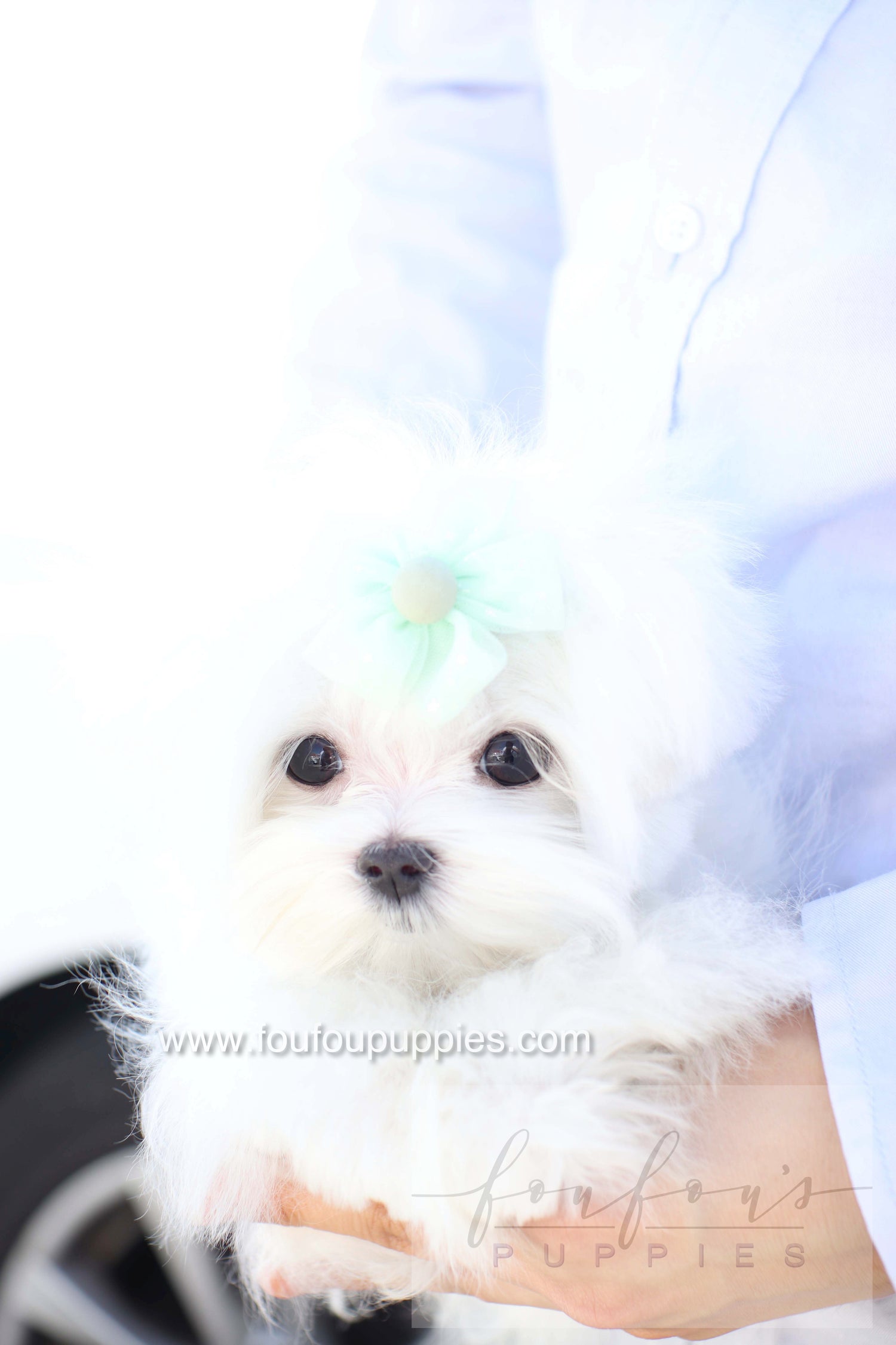 Elle - Maltese F.
